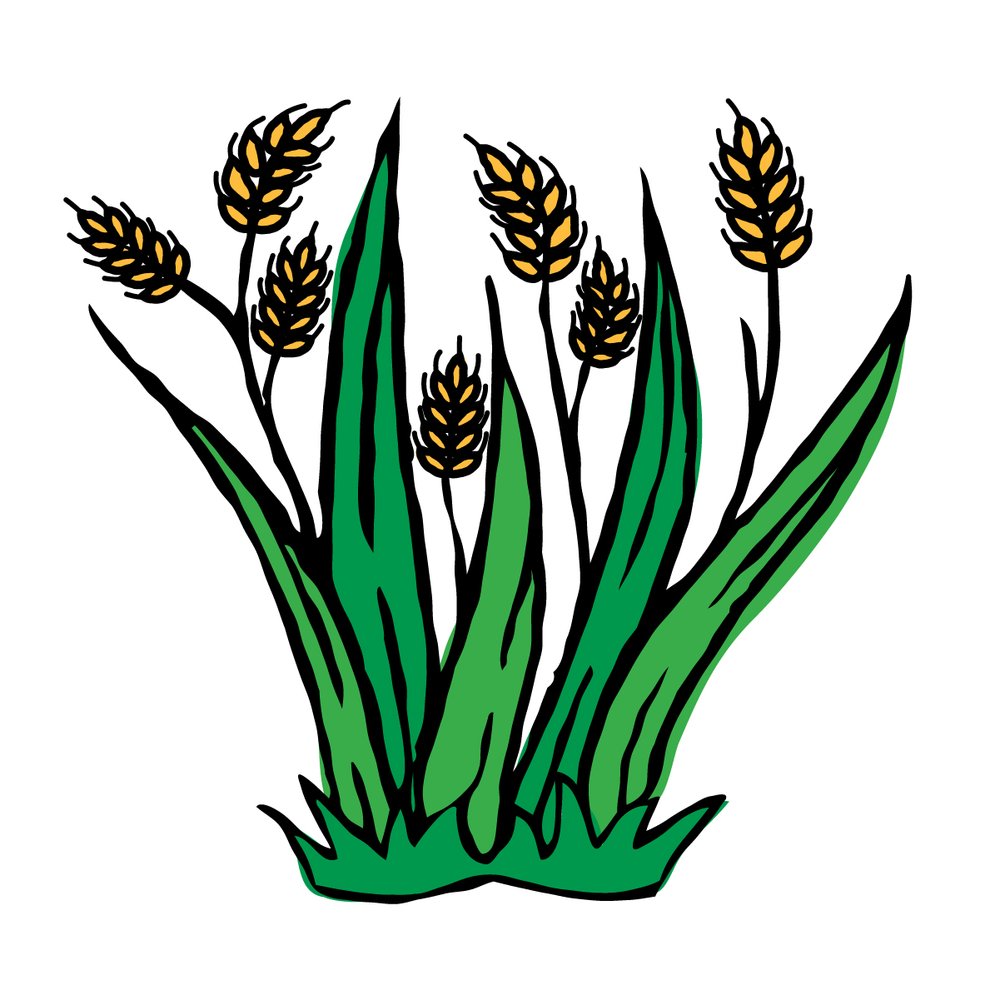 Lallemand Barley.jpg