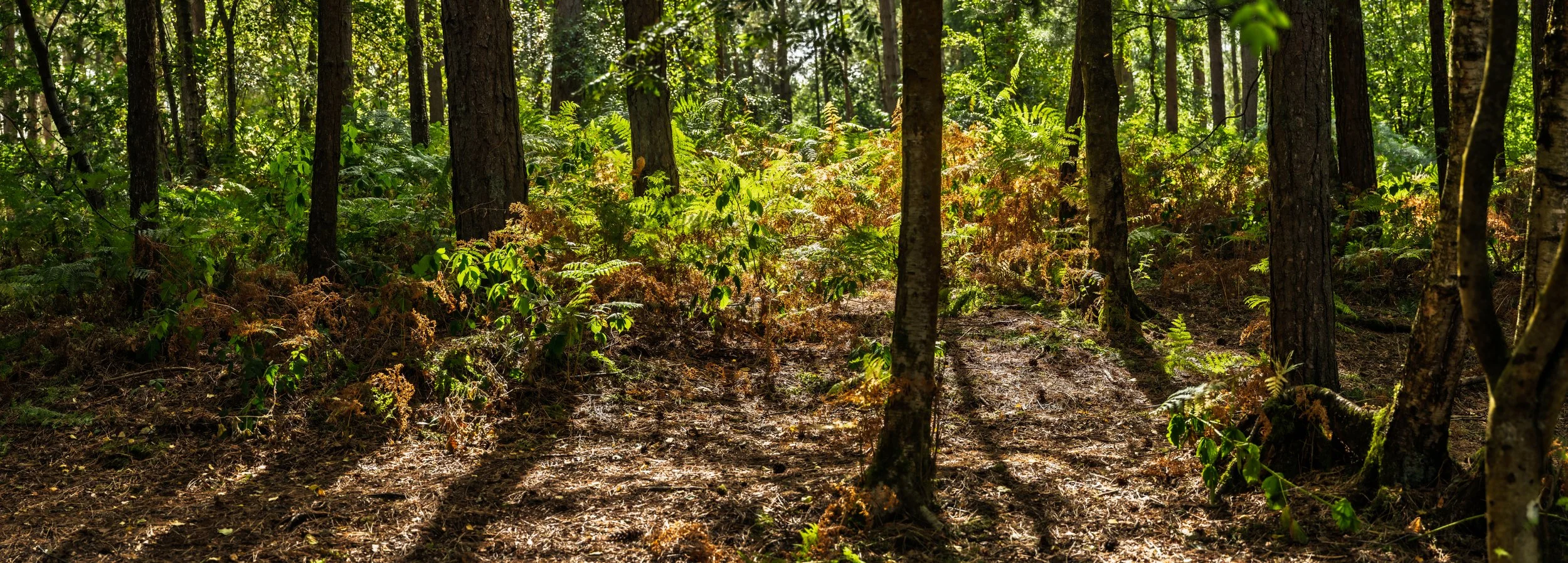 100S0559-Pano.jpg