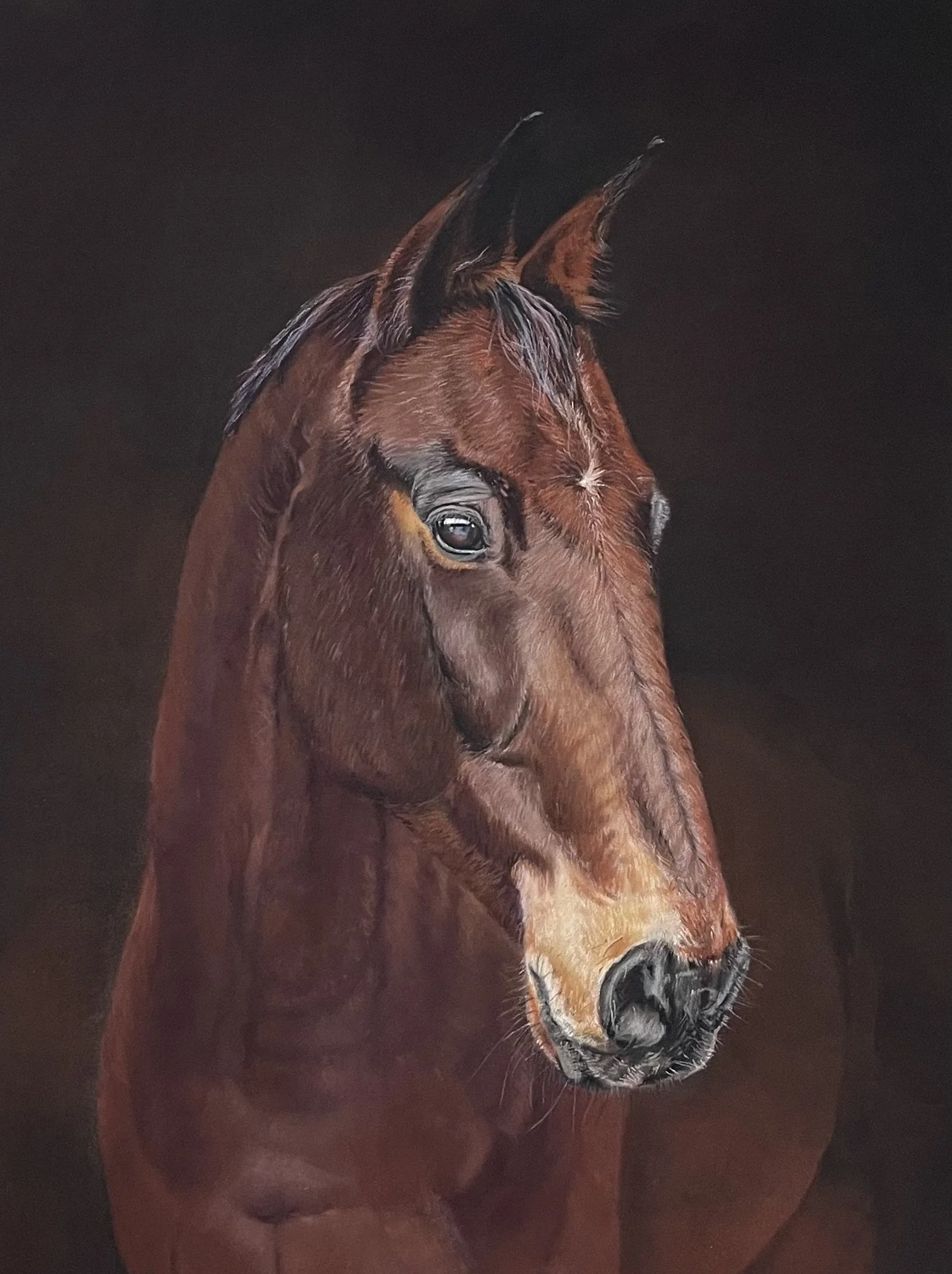 ‘Otto’ - Pure thoroughbred horse portrait -Pastels on Pastelmat 