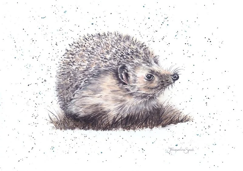 ’Spring Is In The Air’ - Special Limited Edition Prints-Run of 30, size A4 £40 each-50% donated to Wildlife Charities-Click for more information