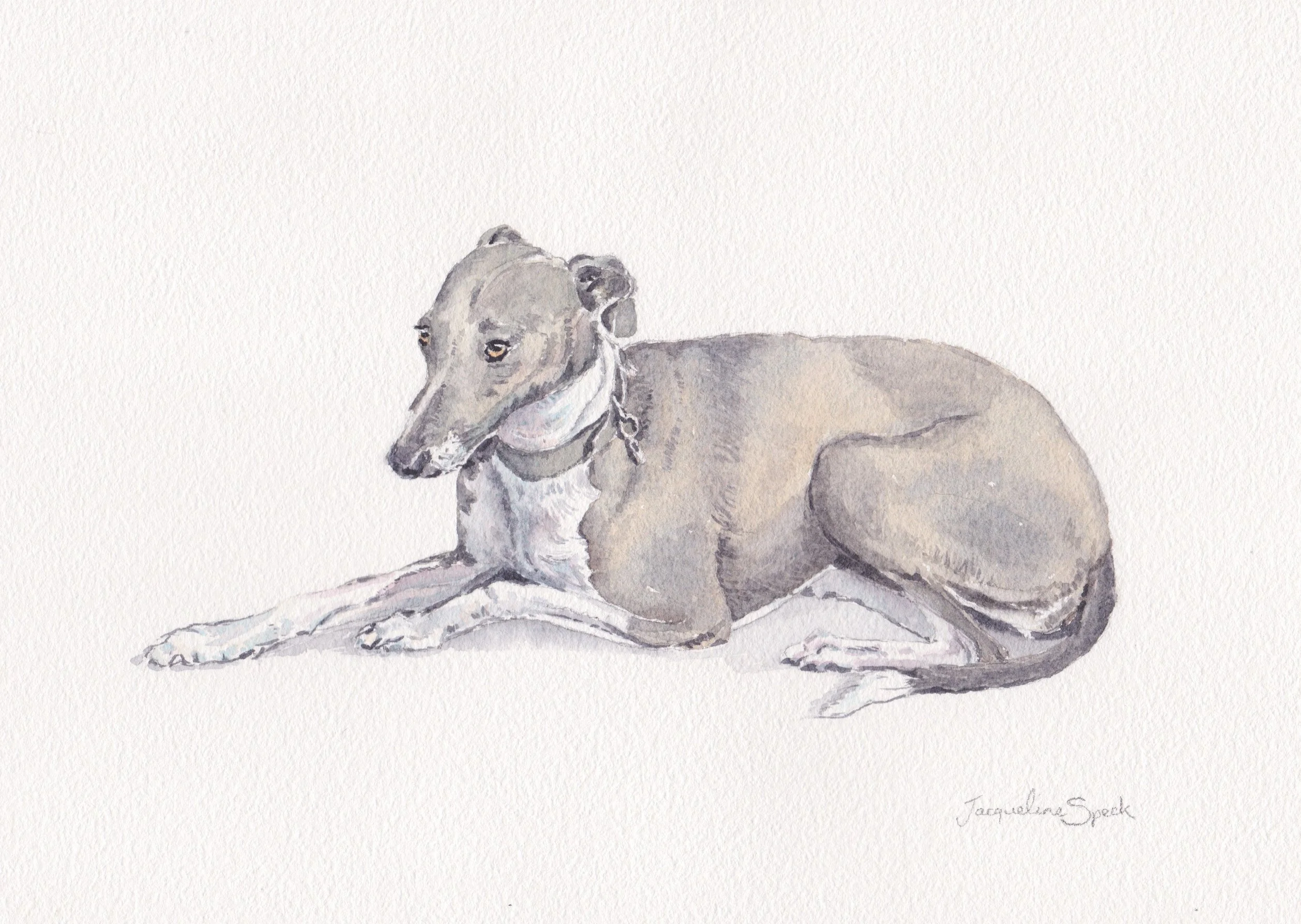 ‘Mouse’ - A wiggy, half whippet half Italian greyhound in watercolour