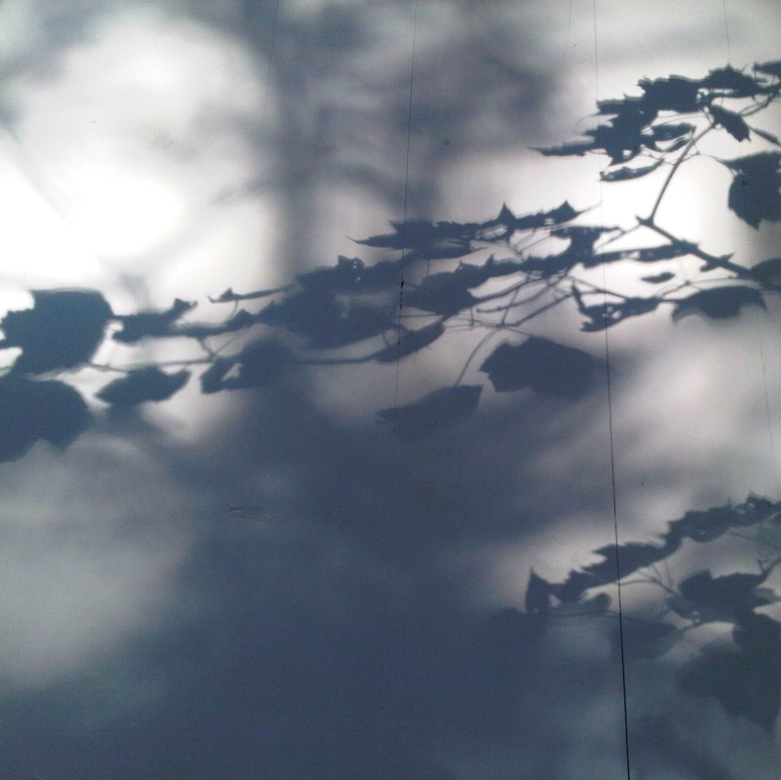 Leaf shadows (6).jpg