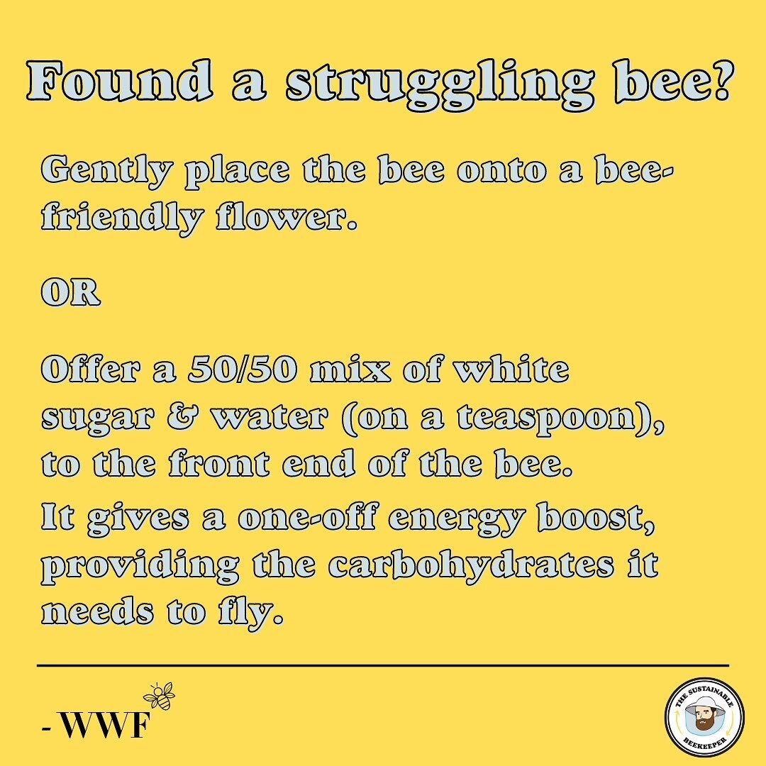 Bee Facts 🐝

In addition, it is not advisable to use brown sugar as it is harder for bees to digest &amp; DO NOT GIVES BEES HONEY as it can contain pathogens ⚠️
&bull;
&bull;
&bull;
&bull;
#thesustainablebeekeeper #savethebees #savethebees🐝 #greenp