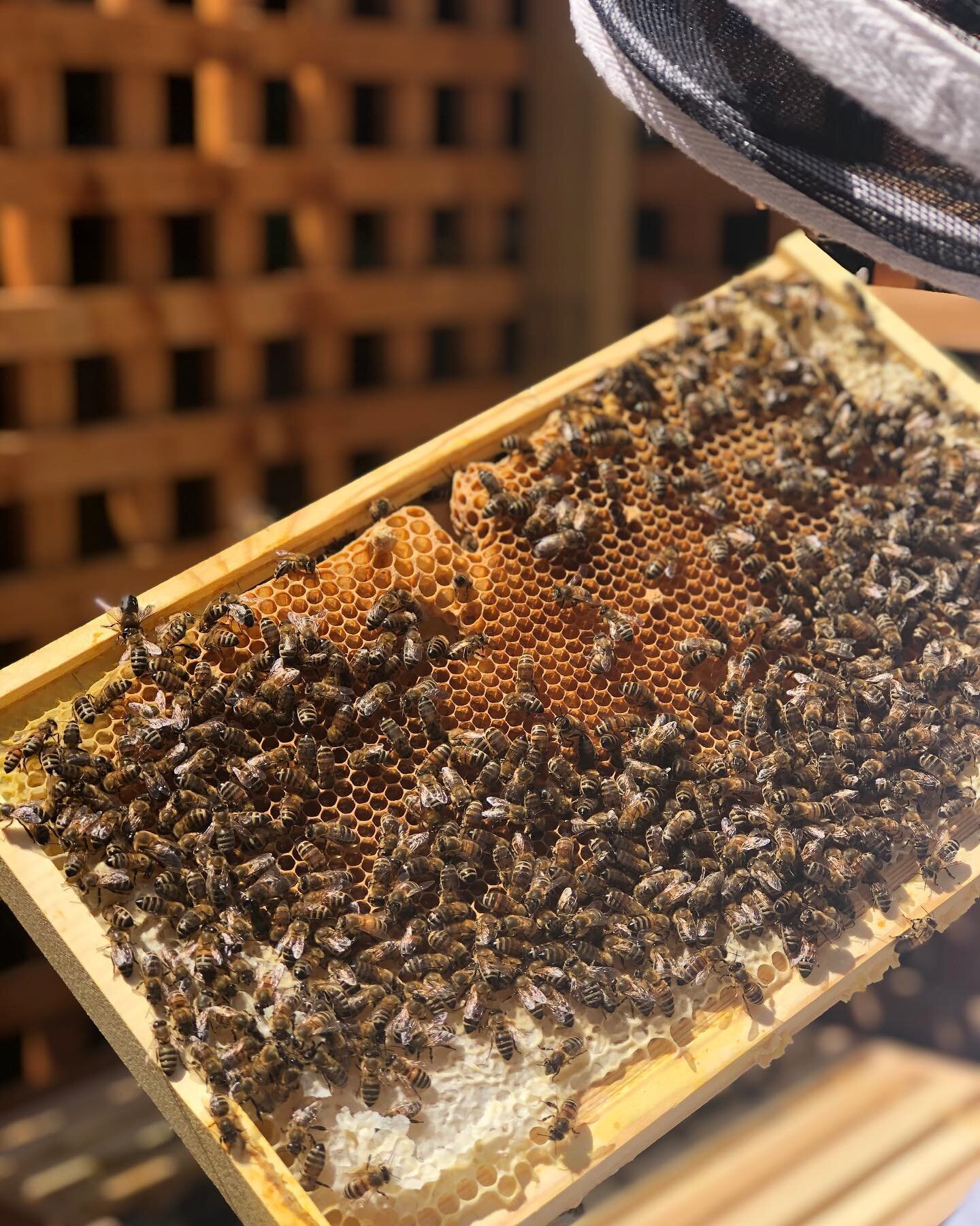 The sun was poking through today so my girls started venturing out 🐝🌞
&bull;
Did you know, a hive can eat up to 11kg of honey stores a month 🍯 
&bull;
February &amp; March are the months your bees are most likely to starve after a long winter depl