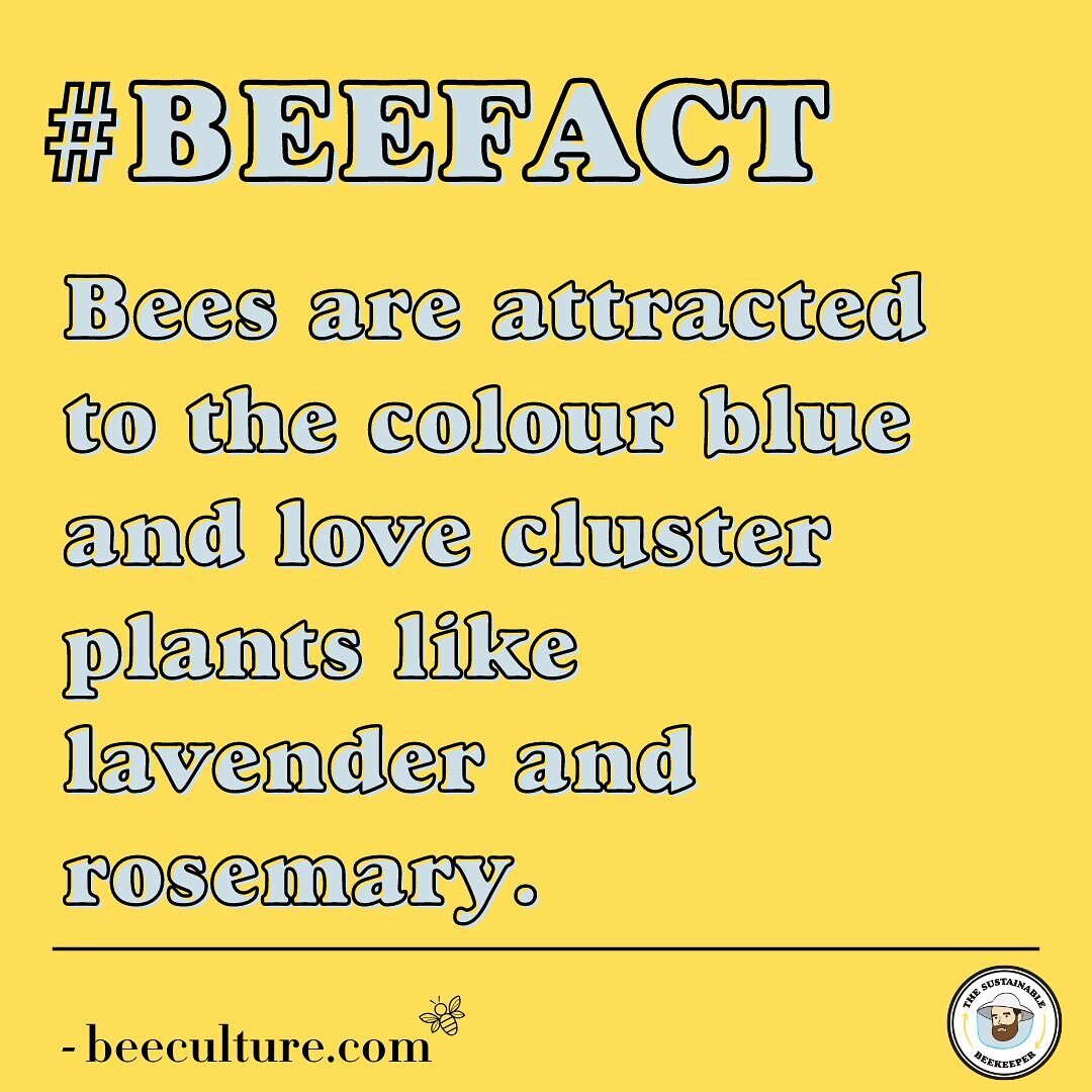 🐝 Did you know!?
&bull;
&bull;
&bull;
&bull;
#thesustainablebeekeeper #savethebees #savethebees🐝 #greenpeace #helpsavetheplanet #savetheplanet🌍 #beagoodhuman #urbanbeekeeping #urbanbeekeeper #urbanbees #beehive #beehives #urbanbeehive #londonbees 