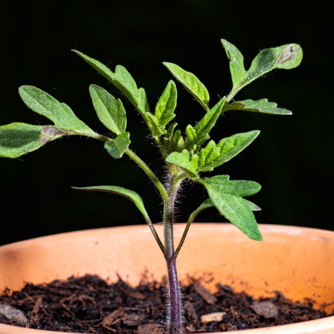 🍅Tomato Tip

When transferring your tomato seedlings into a bigger pots, bury the stem a little deeper into the soil to encourage it to grown big and strong 🌱

The hairs you see on the stem will become their roots ✌🏾
&bull;
&bull;
&bull;
&bull;
#t