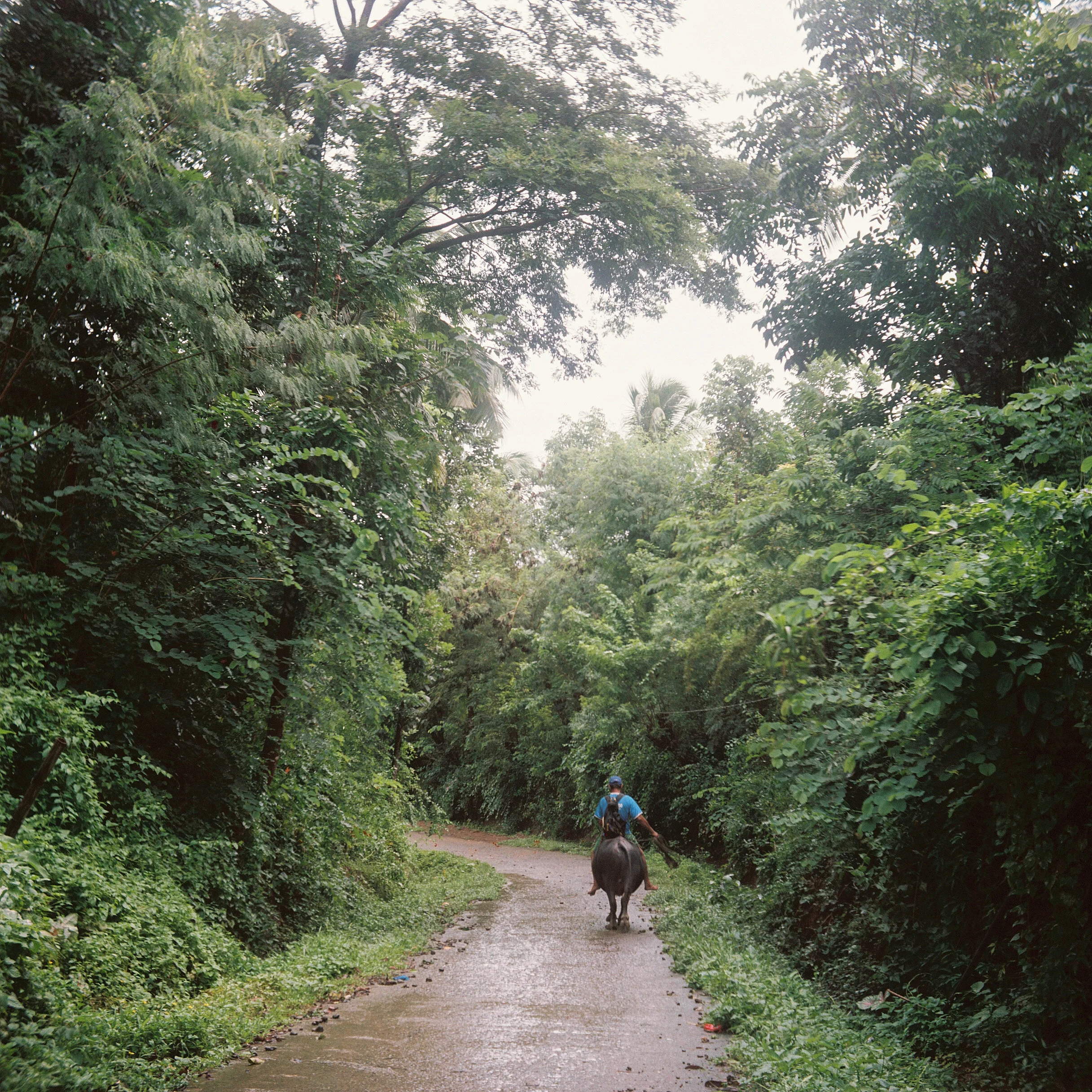  Auntie Nora used to tell me about caribous when I was little. I never knew what they looked like because they weren’t the classic farm animal you’d see in children’s animal books.   In Hamtic, I was so in awe of how powerful they are, roaming the st