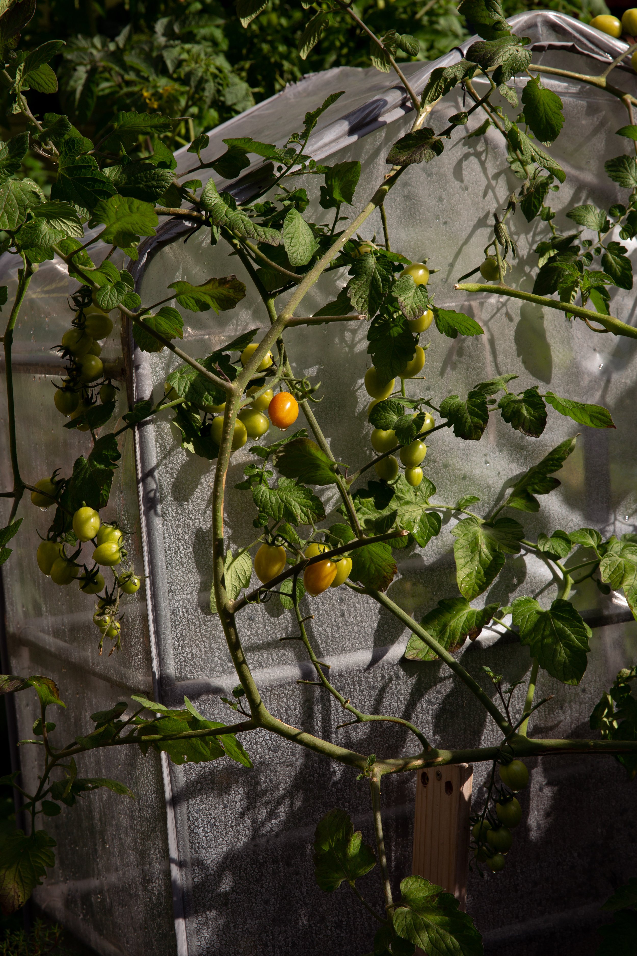  Community garden in a Somali community centre for Al Jazeera. 