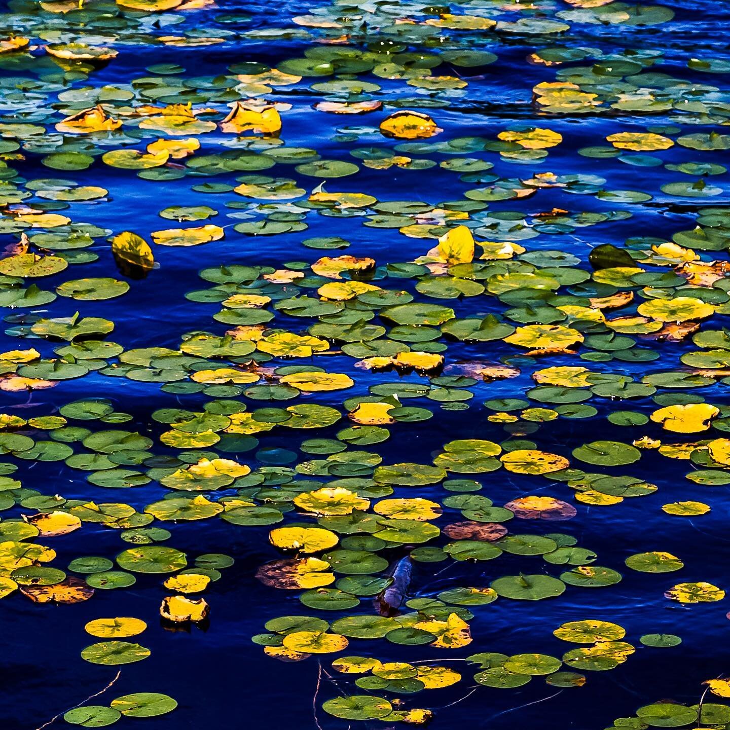 Water Colors. 

On a sunny morning I set out to just enjoy the walk with my husband around Bass Lake with no expectations of gleaning images with soft light. These models insisted the full sun showed off their good side, and I was happy to oblige.

#