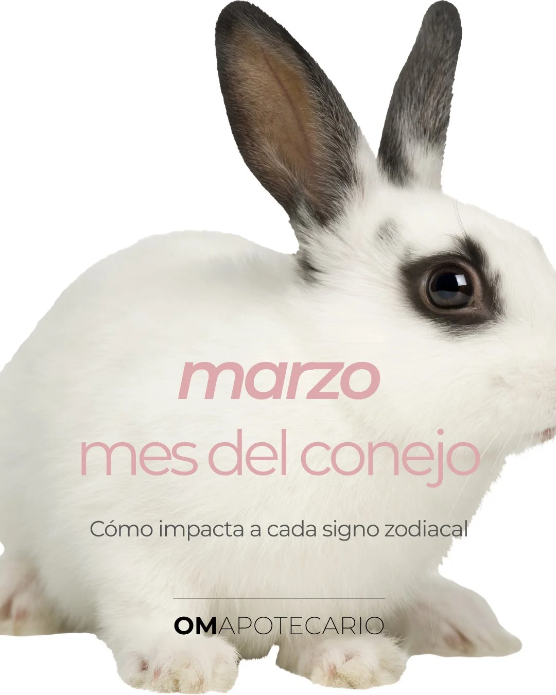 Marzo 2026 se mueve con la vibra del Mes del Conejo 🐇: diplomacia, intuici&oacute;n, belleza, conexiones y crecimiento suave (paso a paso).
No se trata de correr&hellip; se trata de elegir bien, cuidar tu energ&iacute;a y avanzar con elegancia.
En e