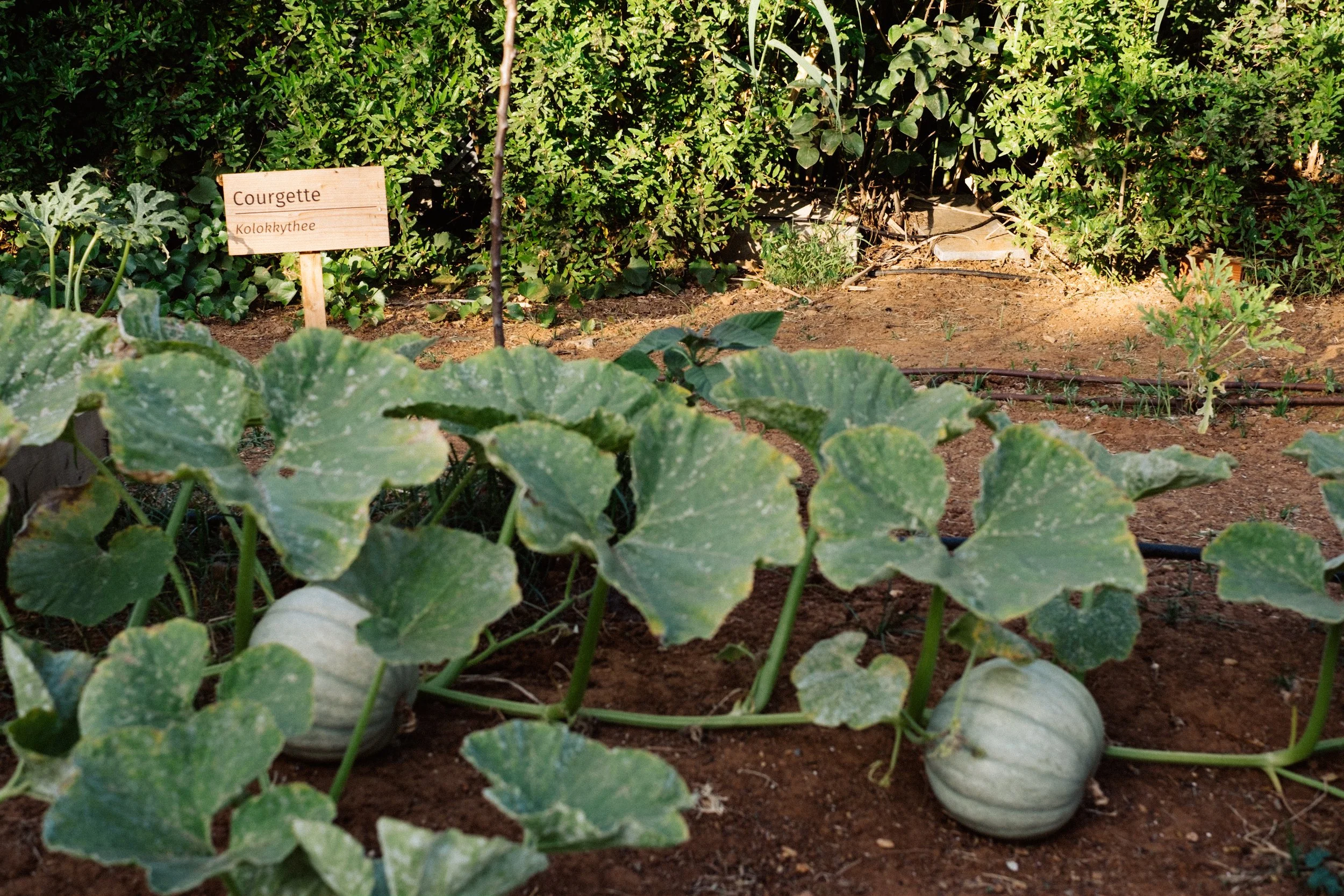DSCF9104.jpg