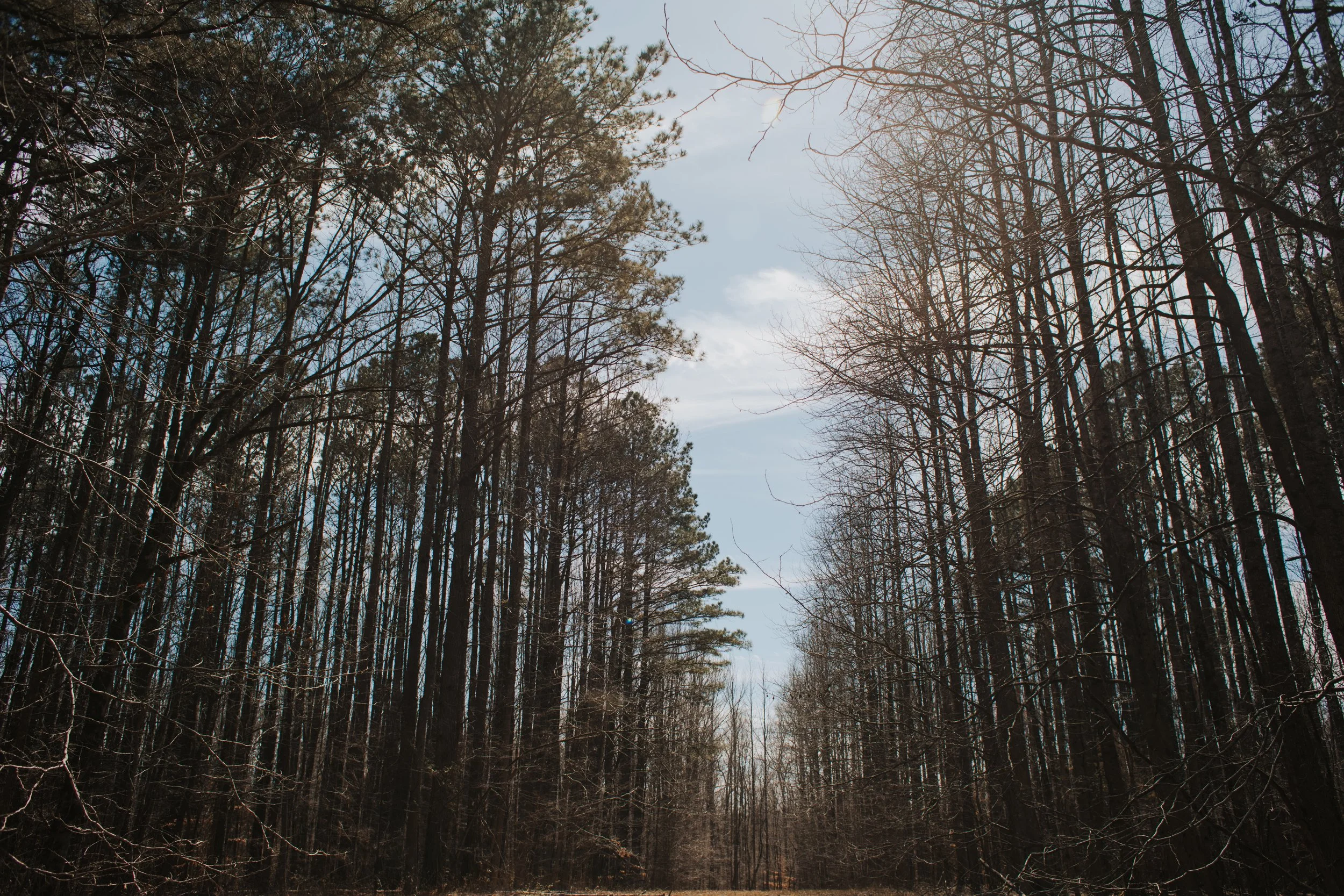Forestry Day Camp - West Tennessee
