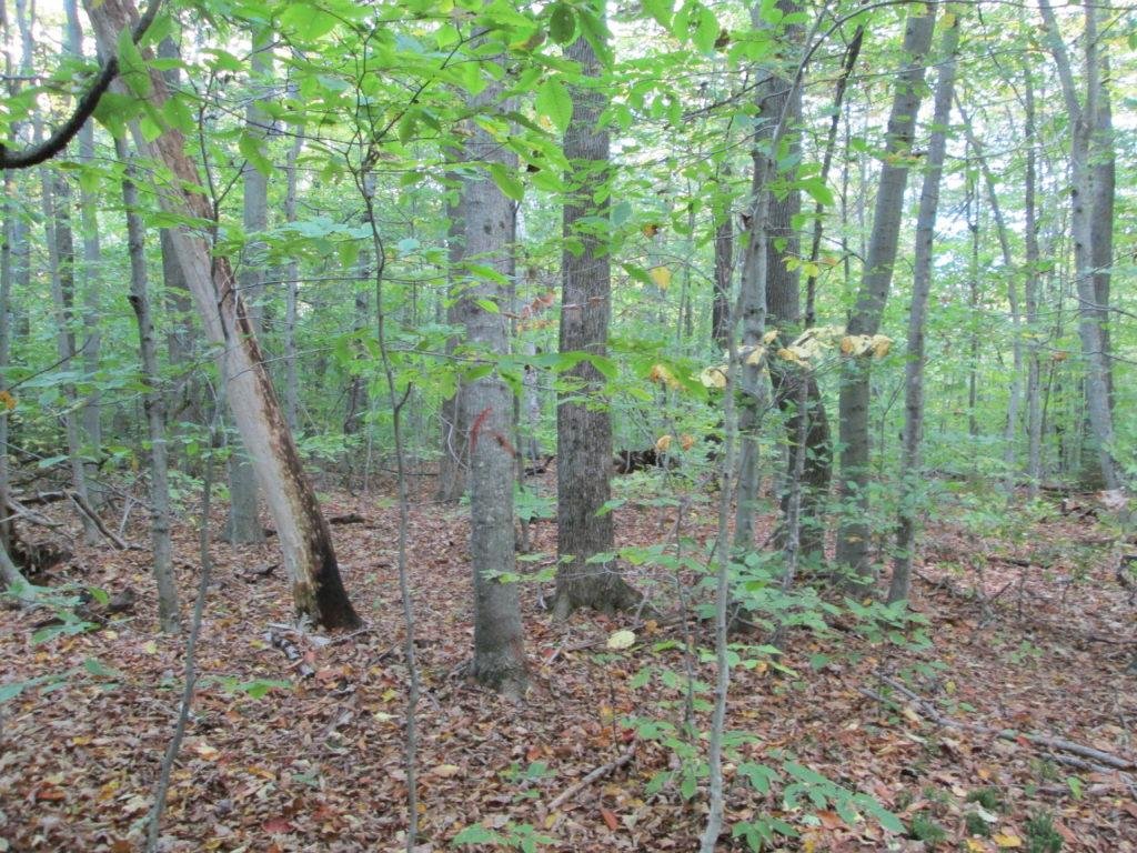 Morgan County Forestry Association Meeting