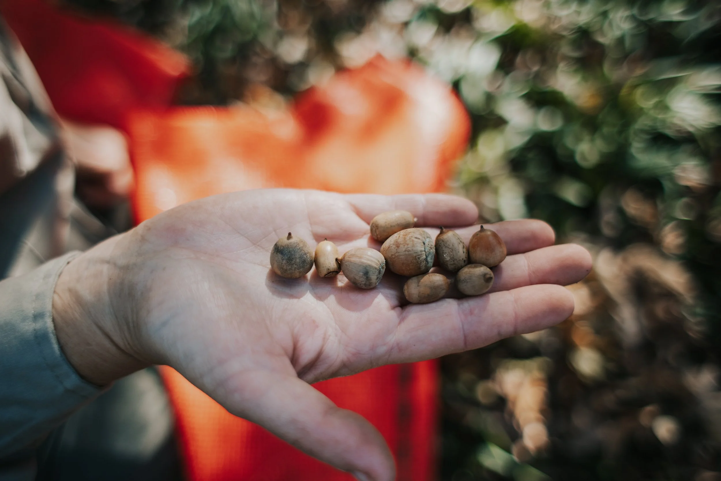 White Oak Acorn Collection — Tennessee Forestry Association