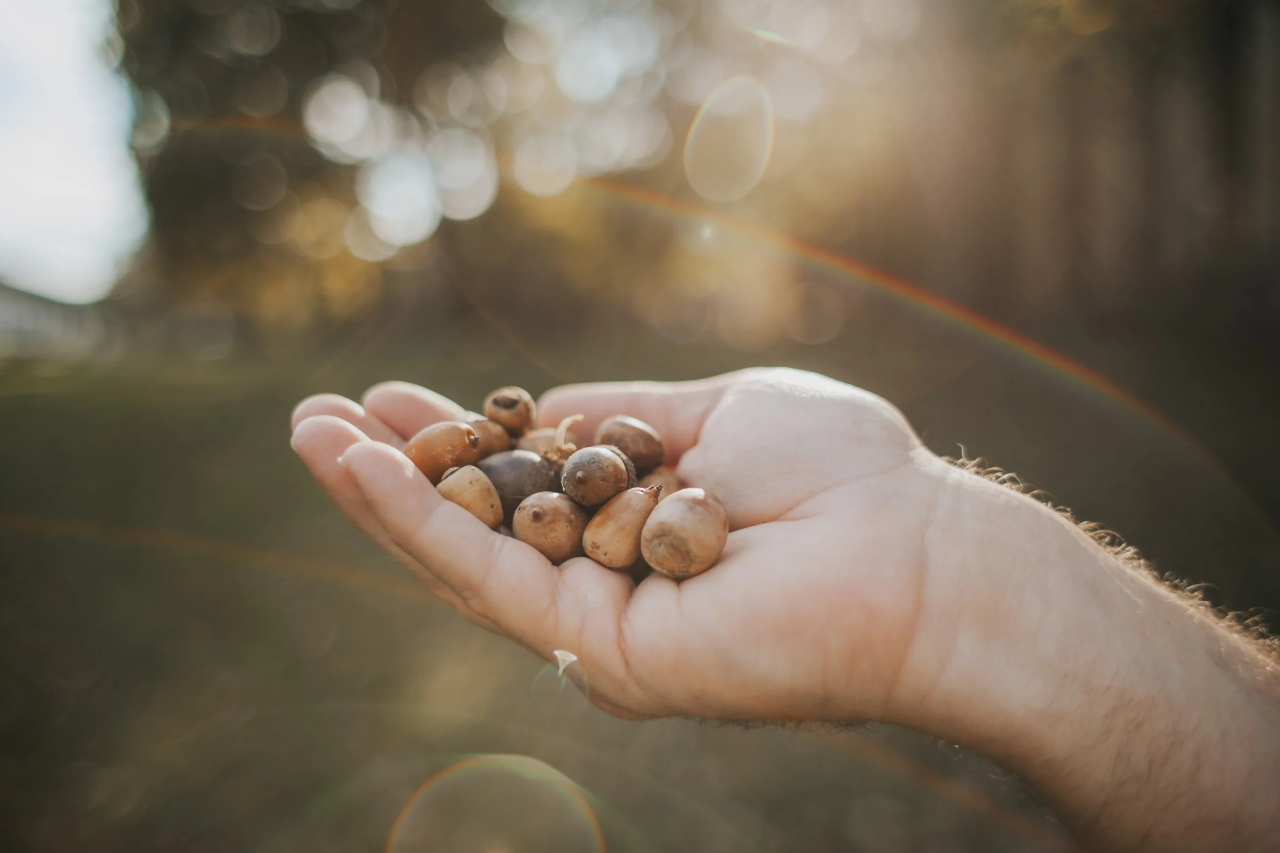 White Oak Acorn Collection — Tennessee Forestry Association