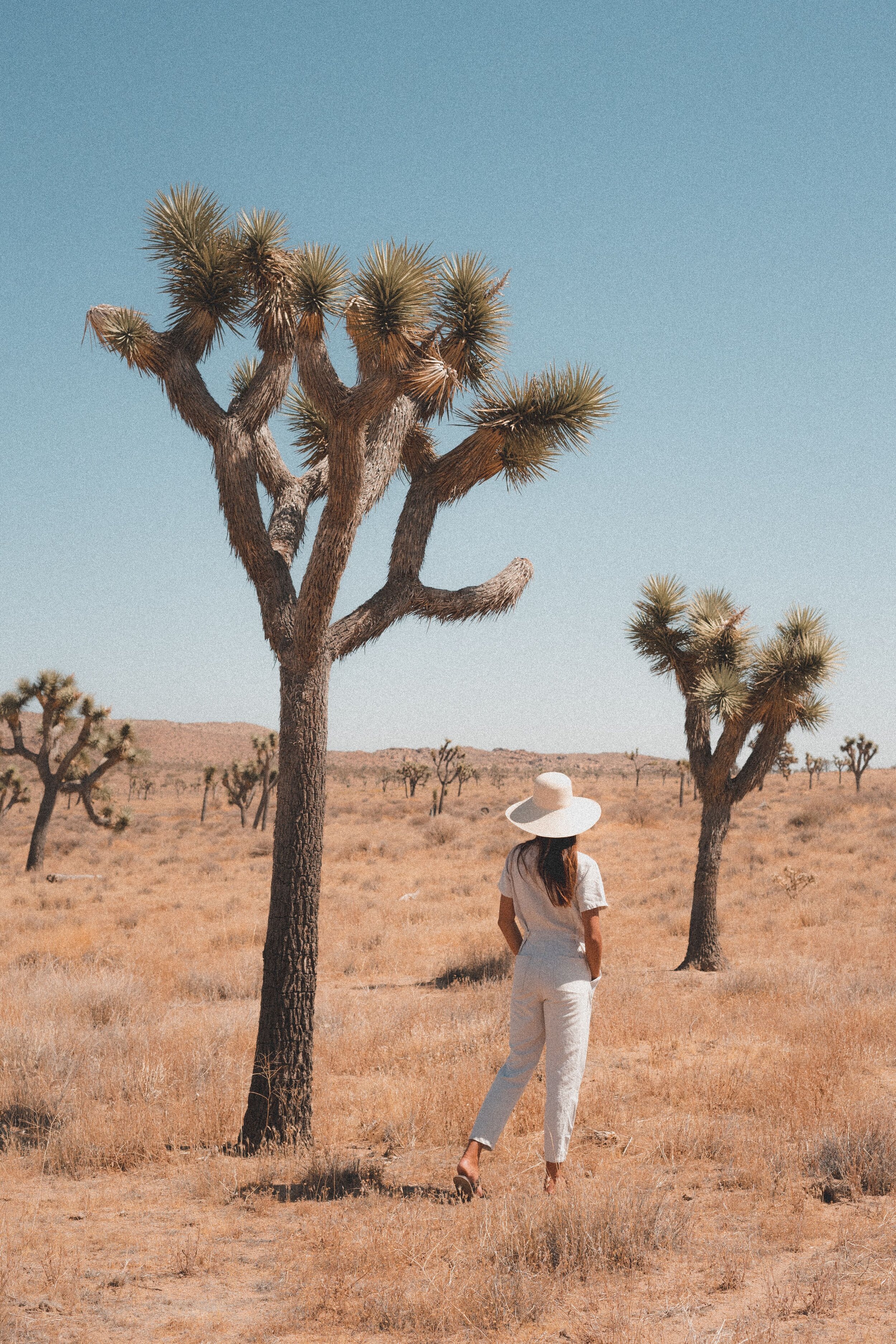 Joshua Tree - September 2020