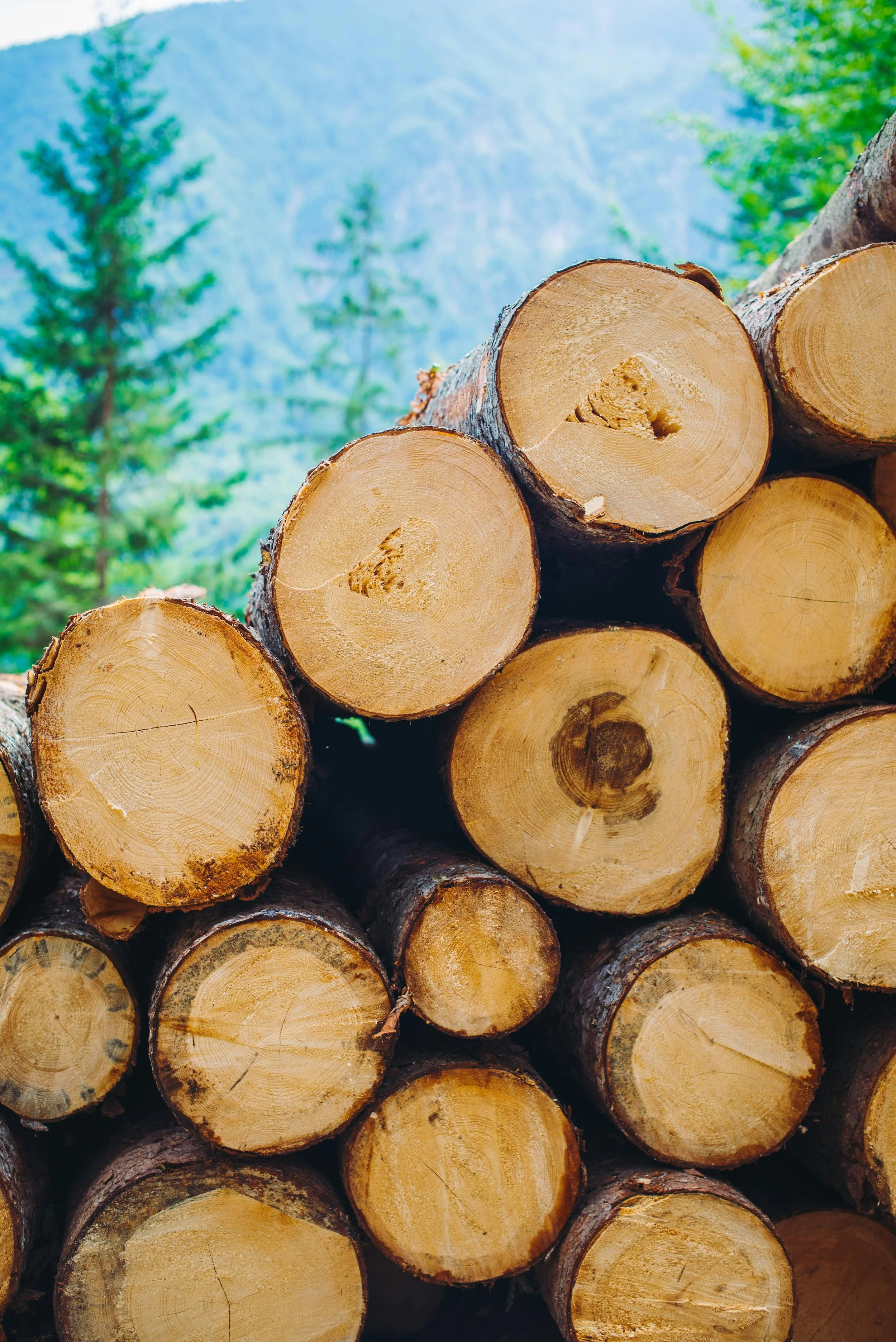 The Closing of Finch Paper and the Future of Vermont's Forests