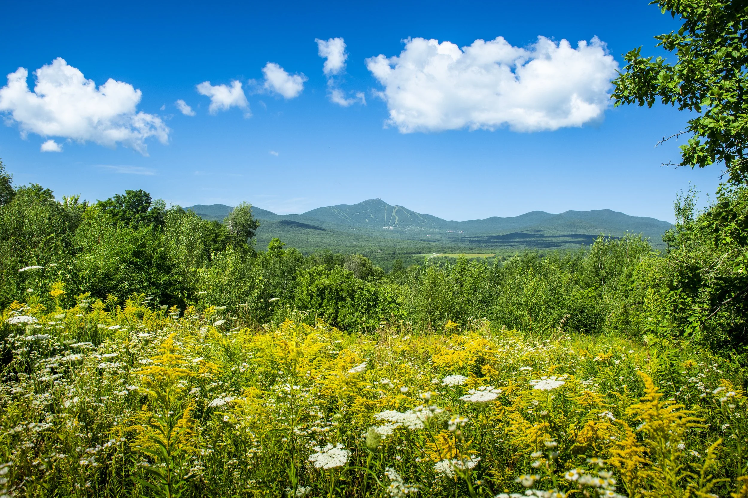yellow and white flowers in front of a mountain in the distant background