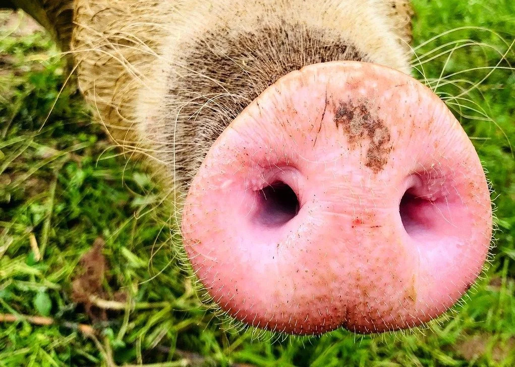 All About Pigs — Berkshire Farm Sanctuary
