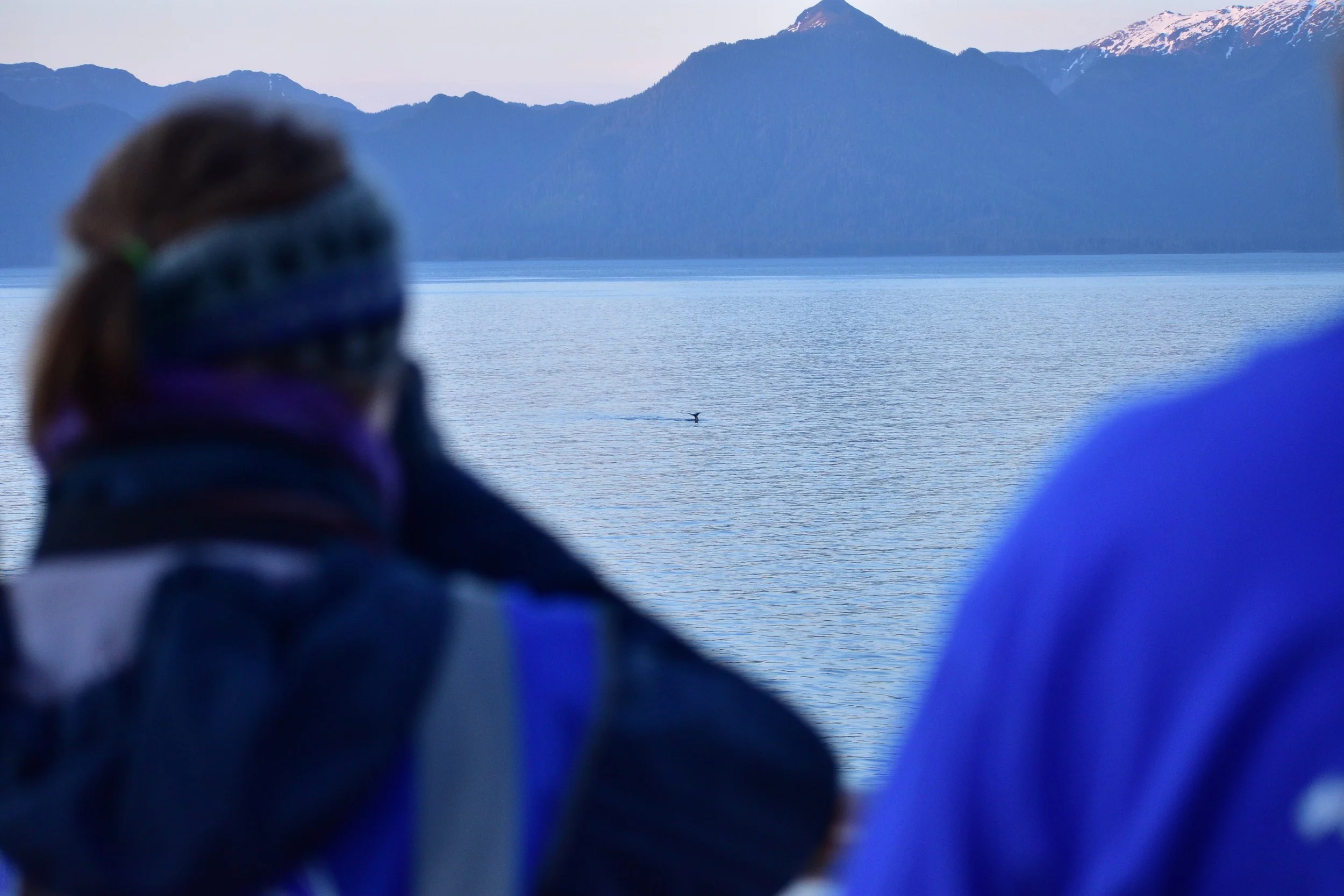 MSC Cruises kooperiert zur ersten Alaska-Saison mit ORCA