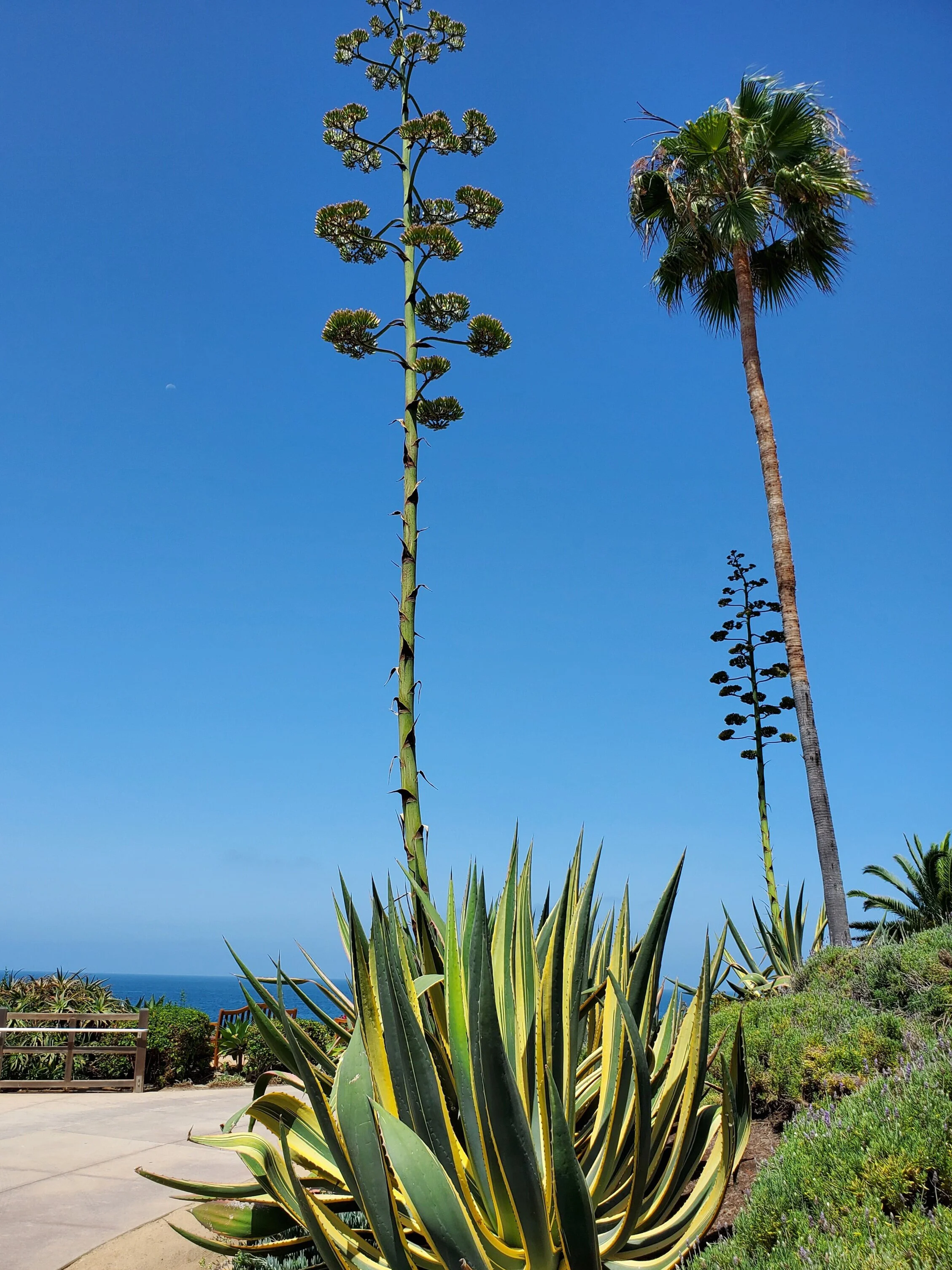 Blue Agave Plant Flower