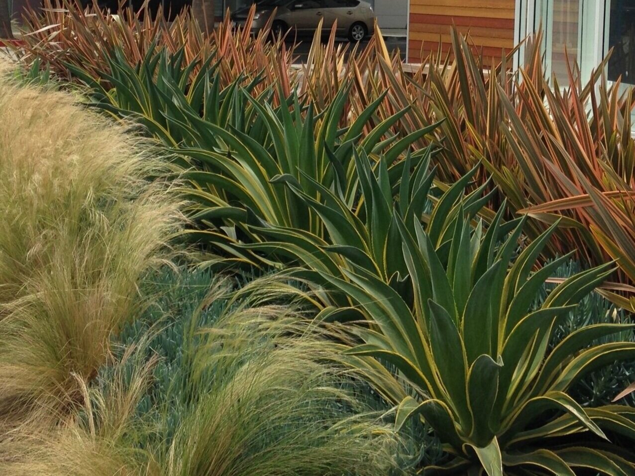 Image of Agaves companion plant for phormium