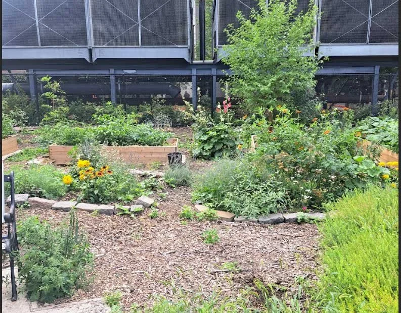 Edna's Park garden, newly planted by local schoolchildren. 