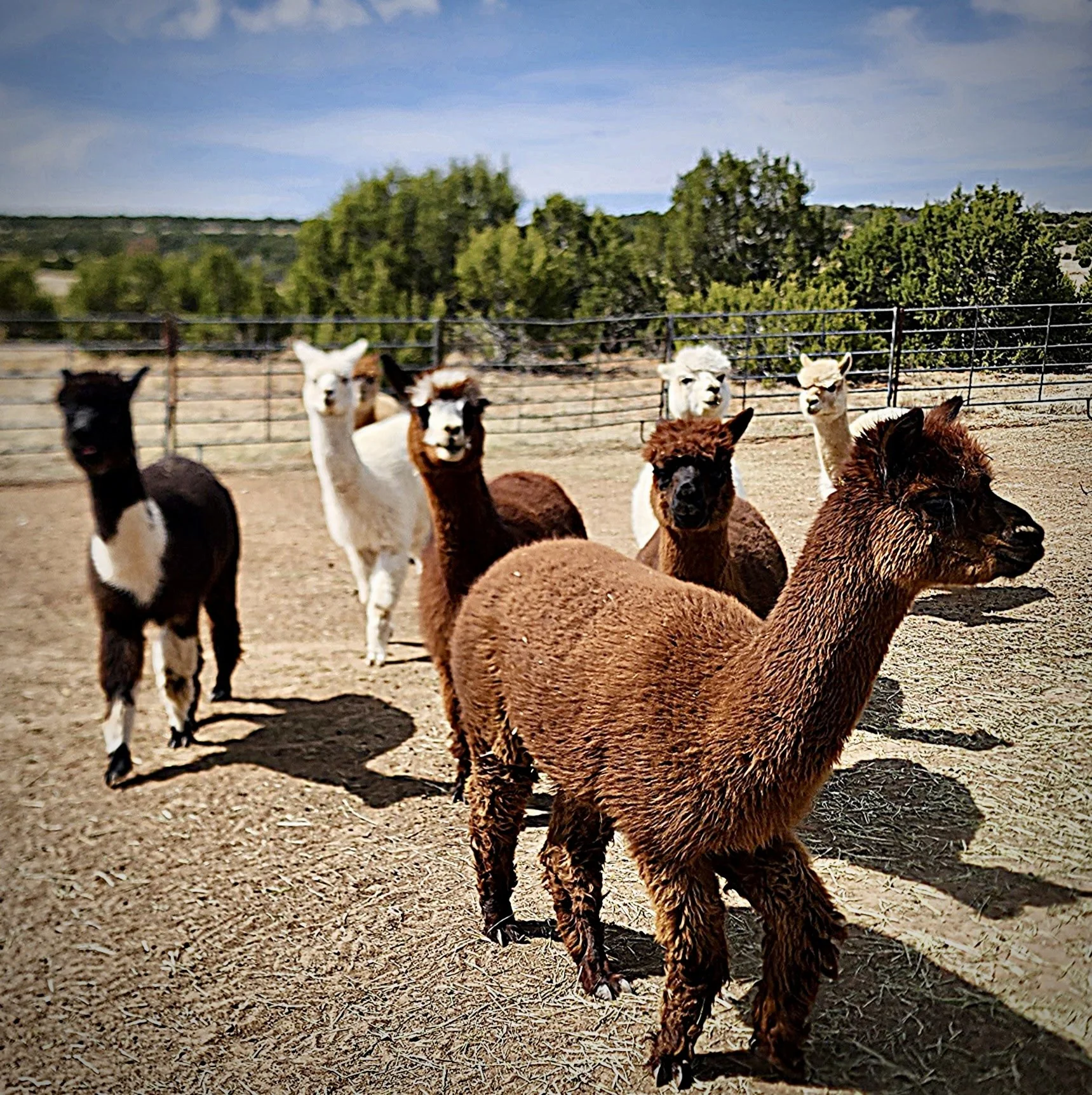 Alpacas at Legacy Ranch in Edgewood, New Mexico