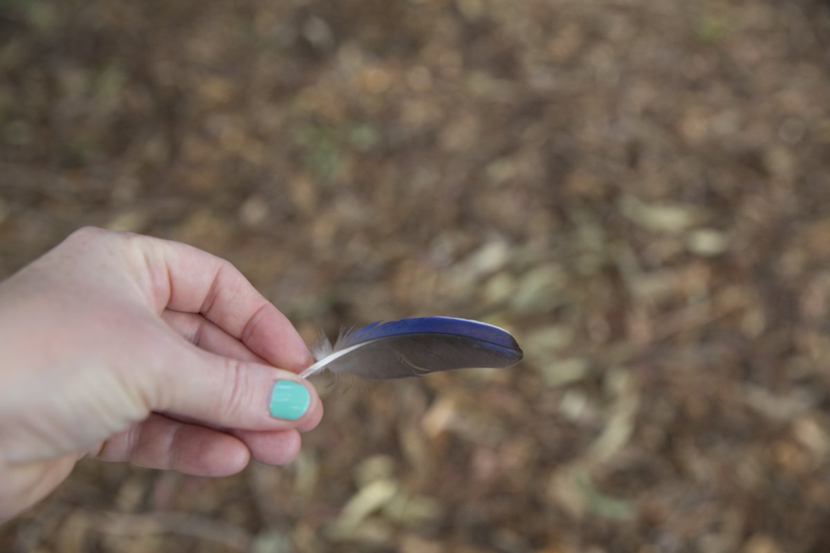 feather