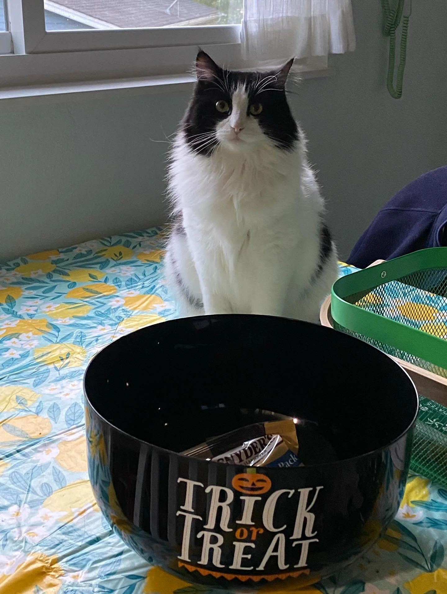 Thumper handed out Halloween candy last night! 🍬🎃 Today, she regrets how many treats she ate from the bowl. 😂

Swipe ▶️