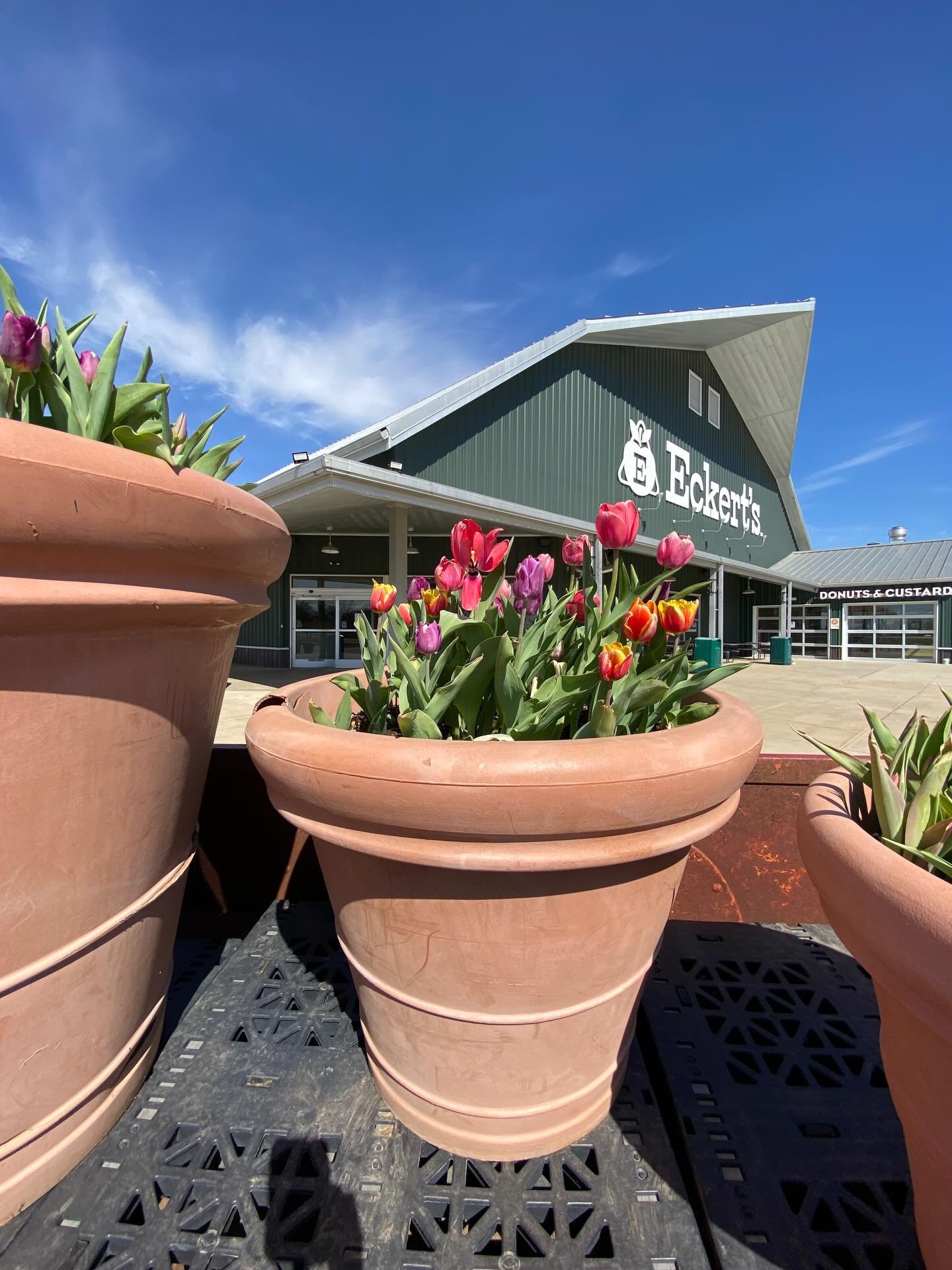 Ran 8 miles today with a SPRING in my step. Sorry, I couldn&rsquo;t resist the cheesy pun. 😂🤷&zwj;♀️