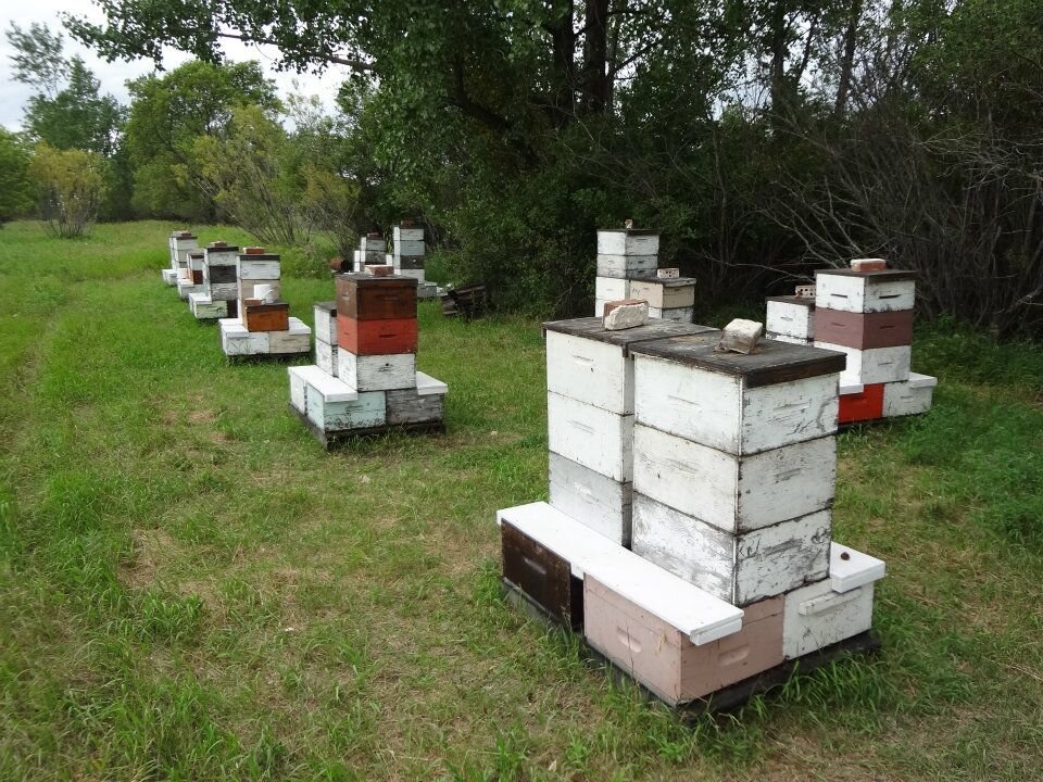 Hives