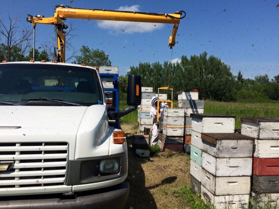 Moving the hives