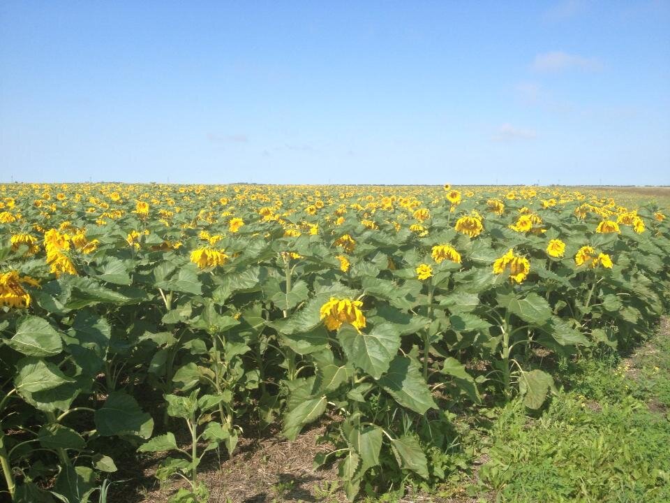 Sunflower Honey