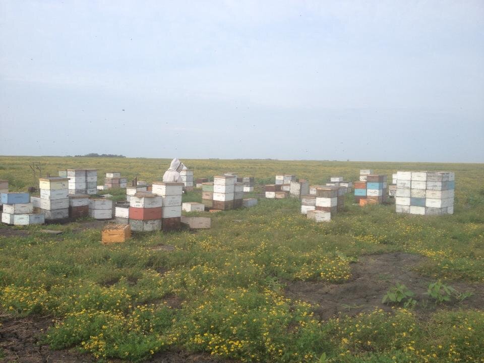 Hives in the fields