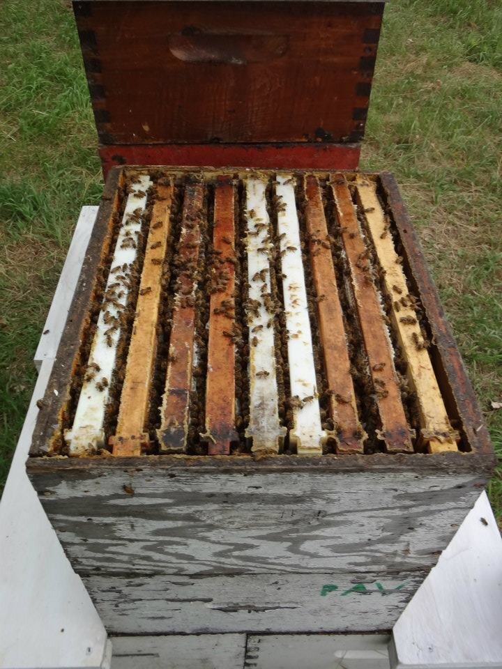 Beehive