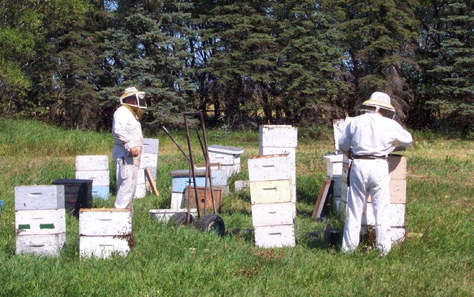 Beekeeping