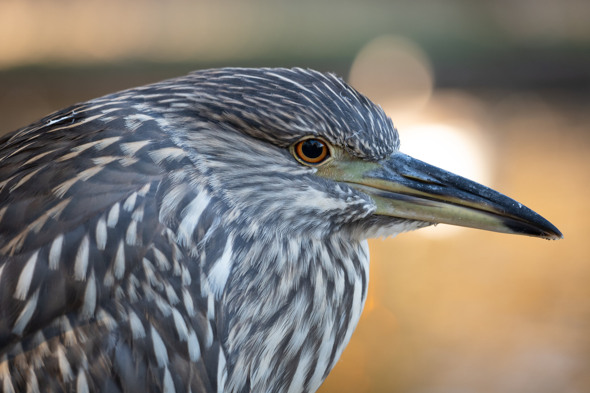 nite heron.jpg