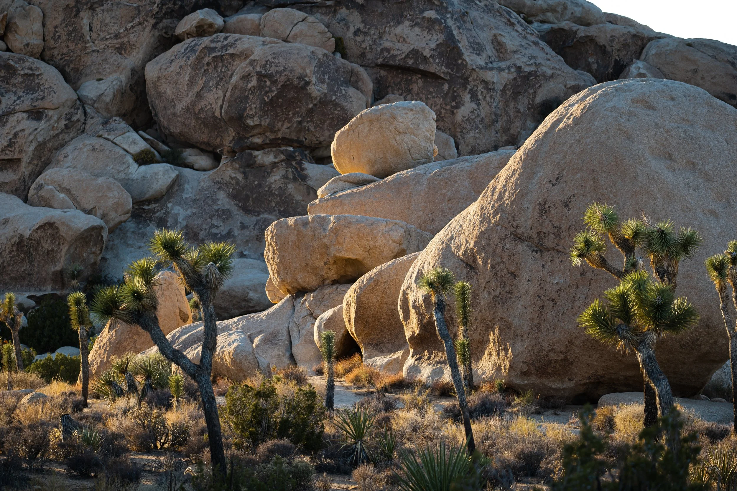 joshua trees.jpg