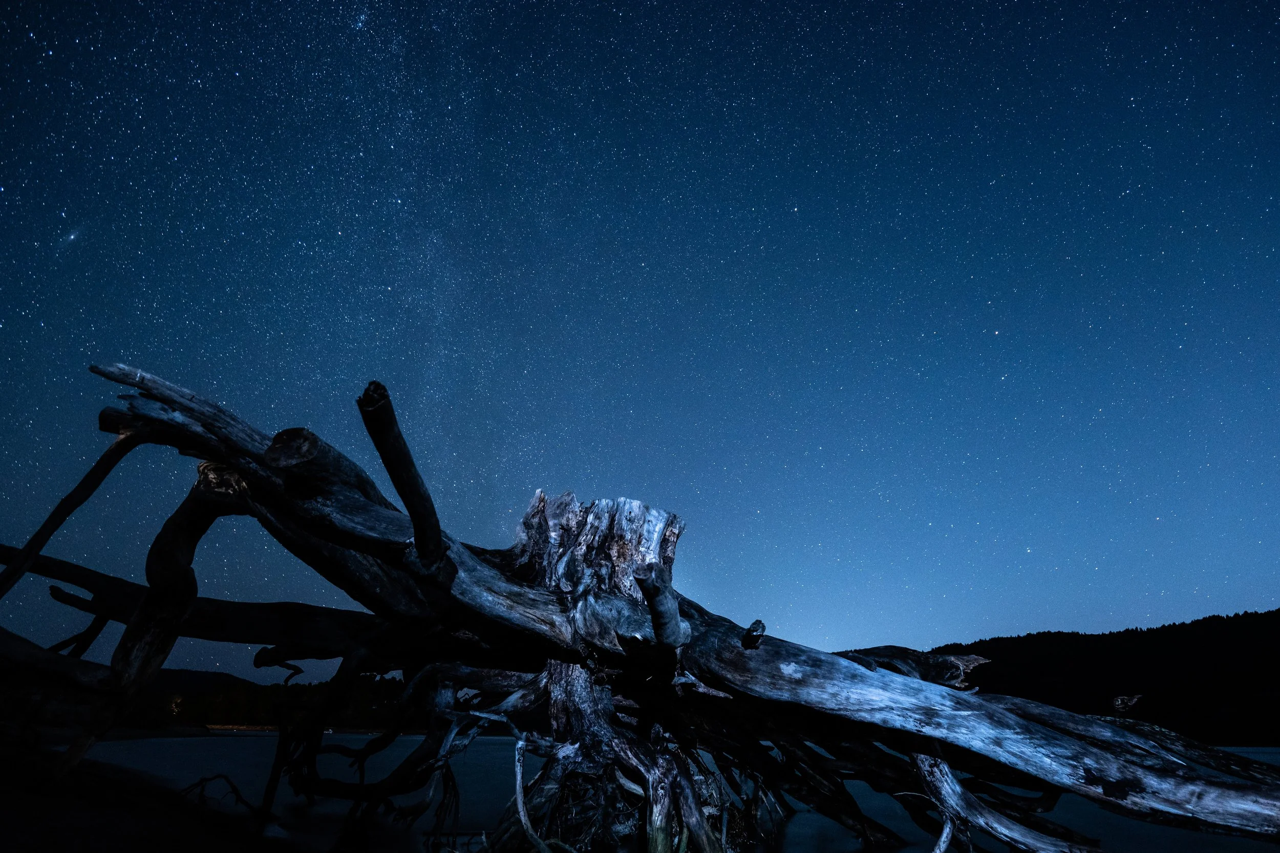 NPAF_HALENPAIR2022_LASSI_star tree.jpg