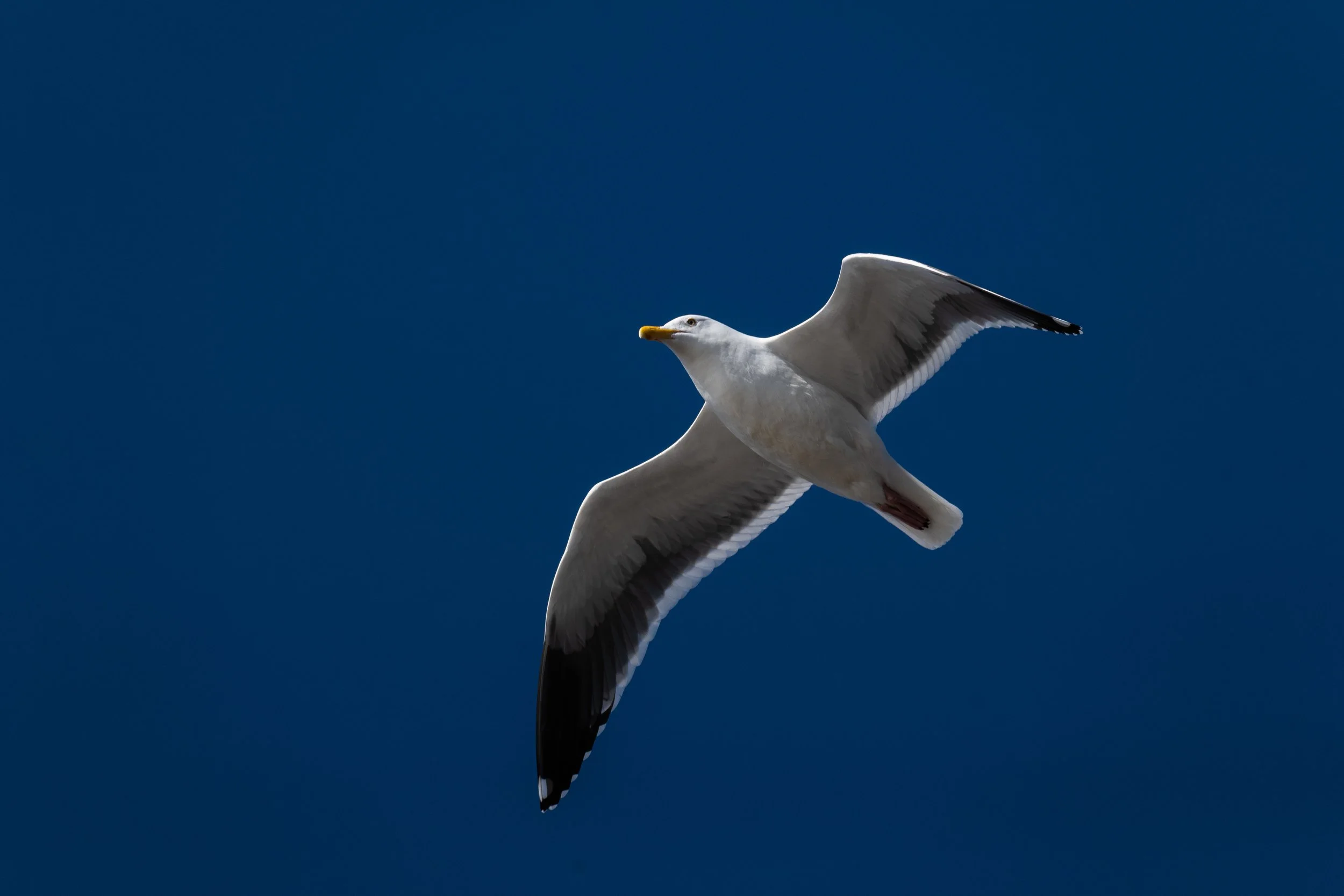 flying seagull.jpg