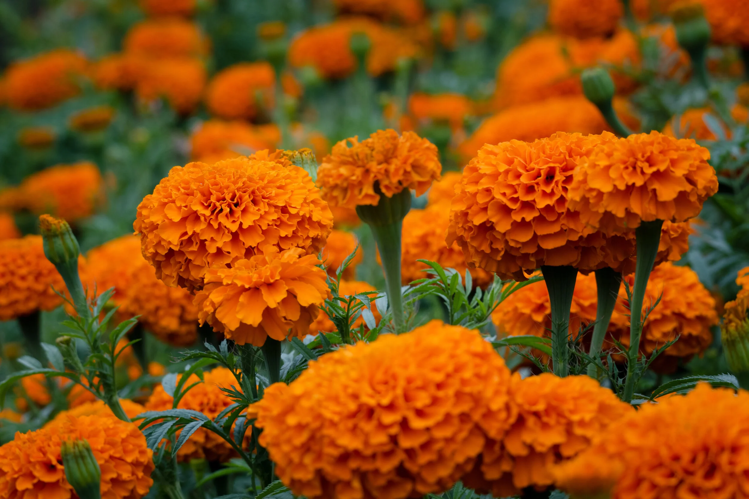 orange flower.jpg