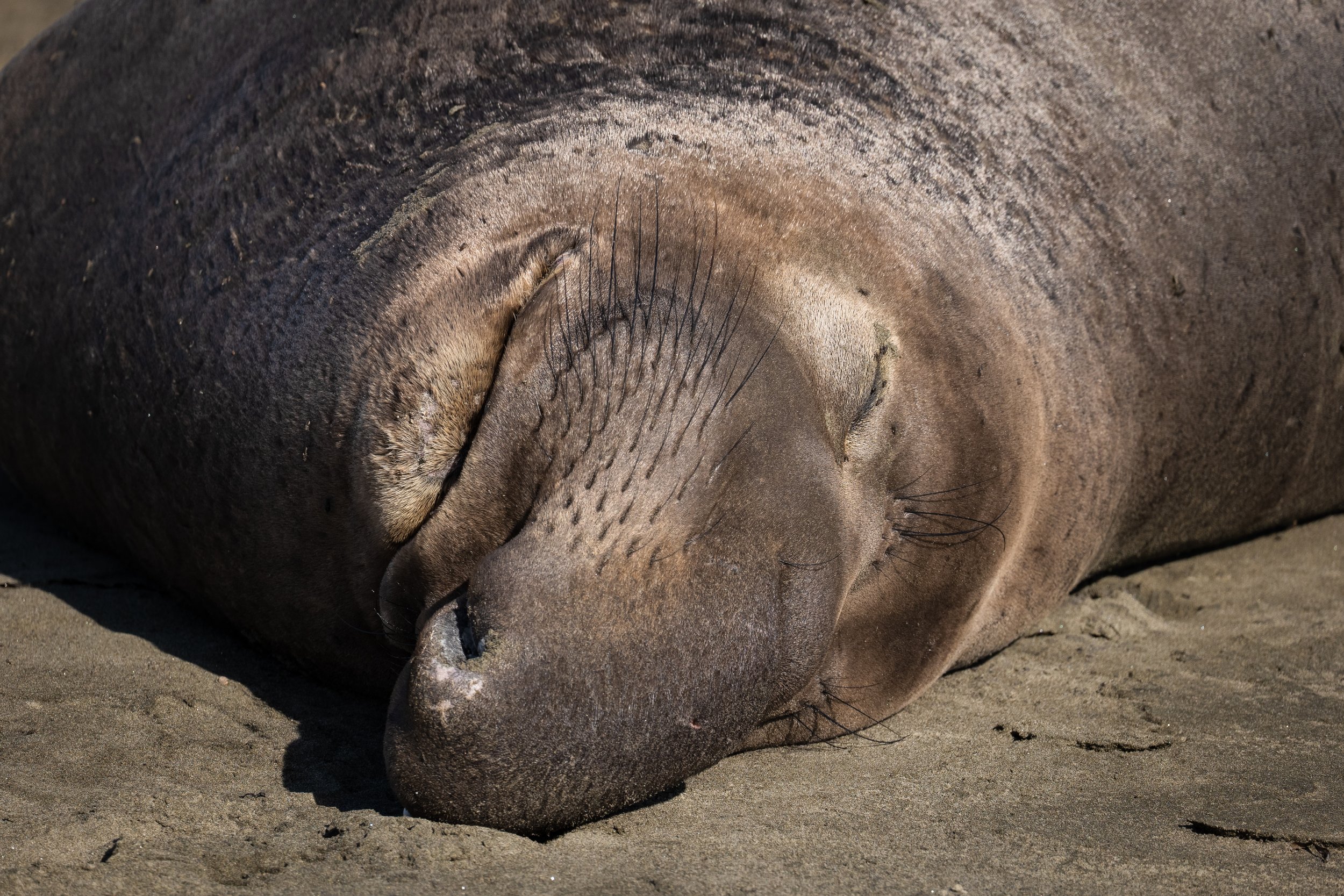 close up elephant seal.jpg