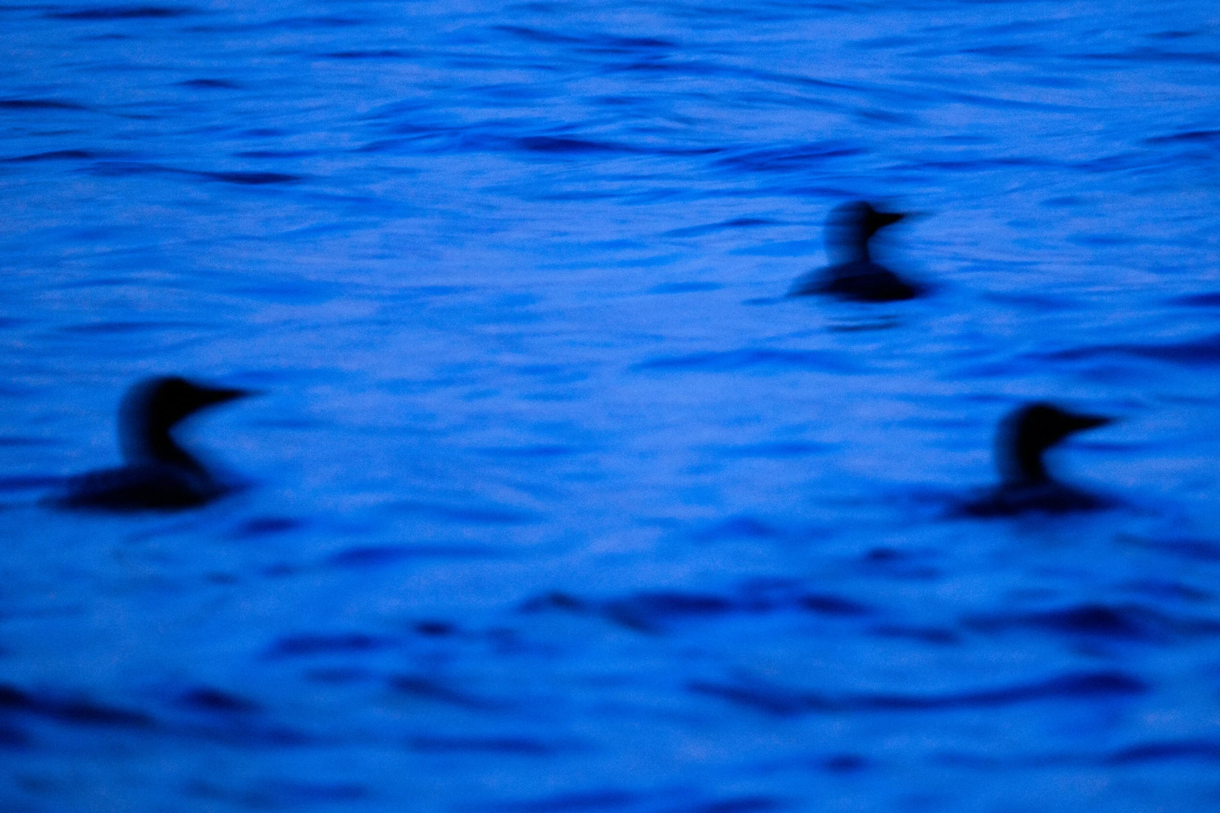 nite loons.jpg