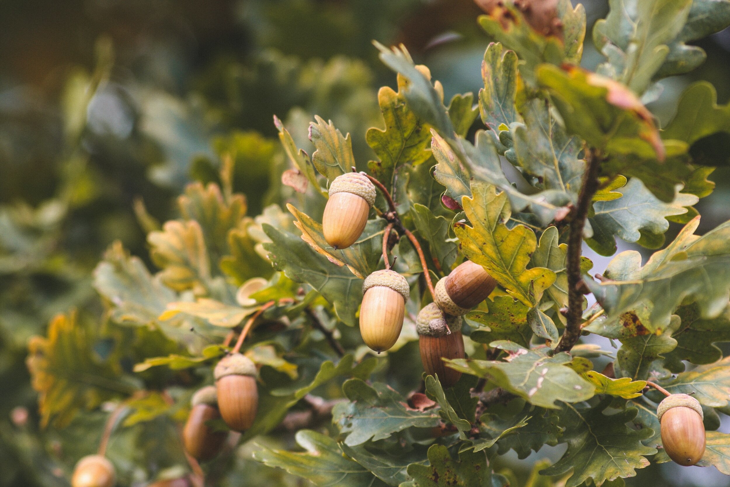 Pollen Count for August 24, 2023