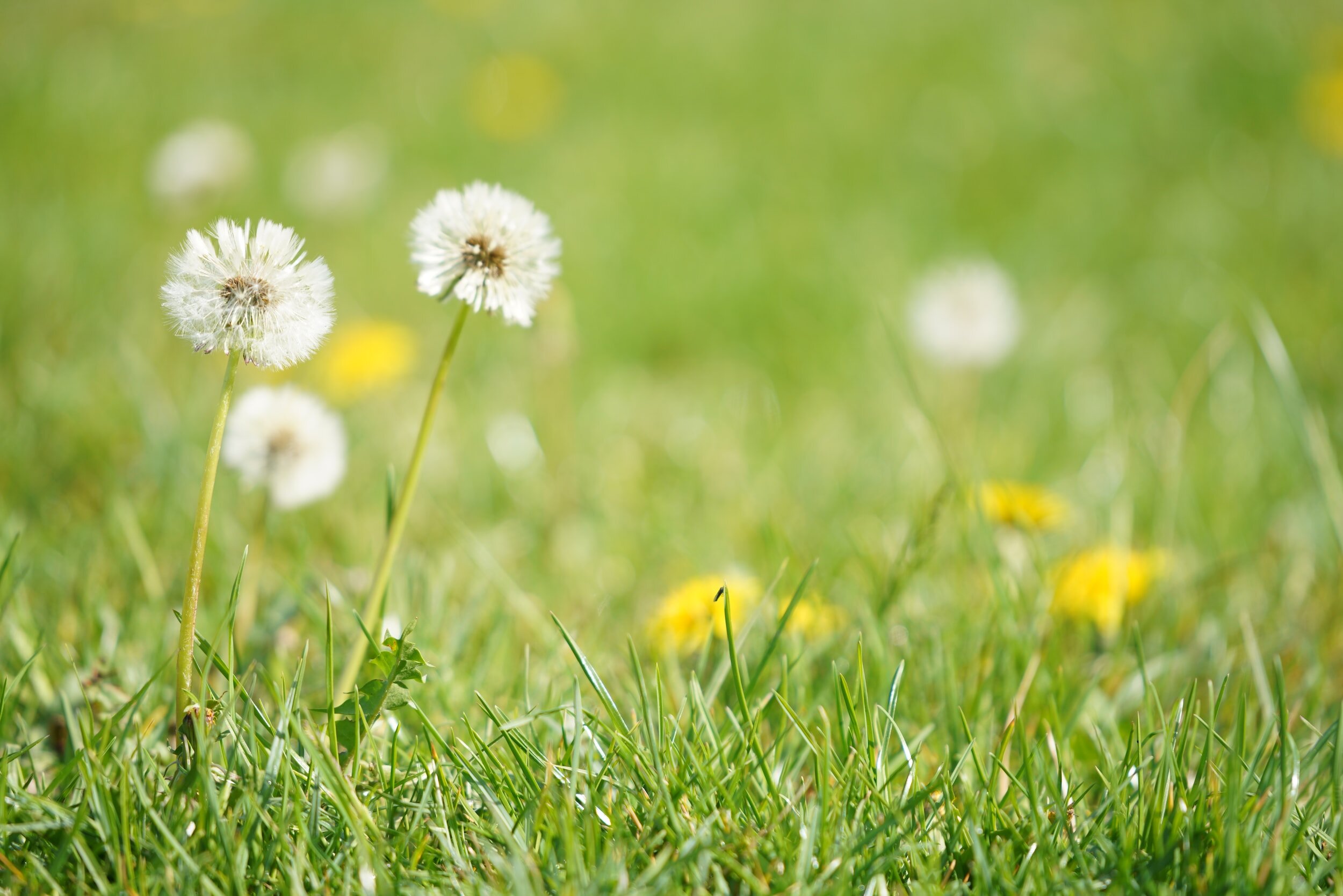 Pollen Count for September 11, 2023