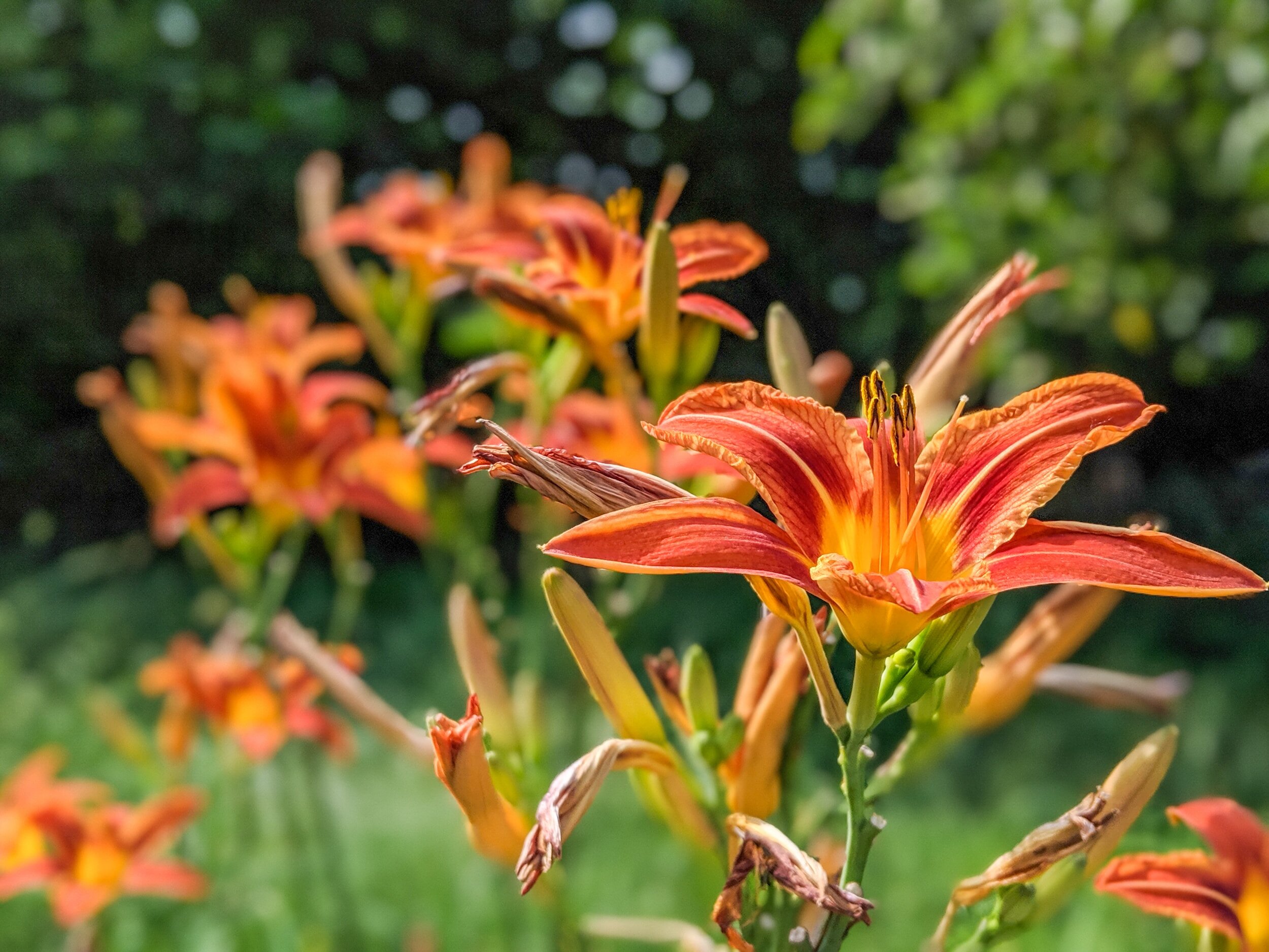 Pollen Count for September 16, 2023