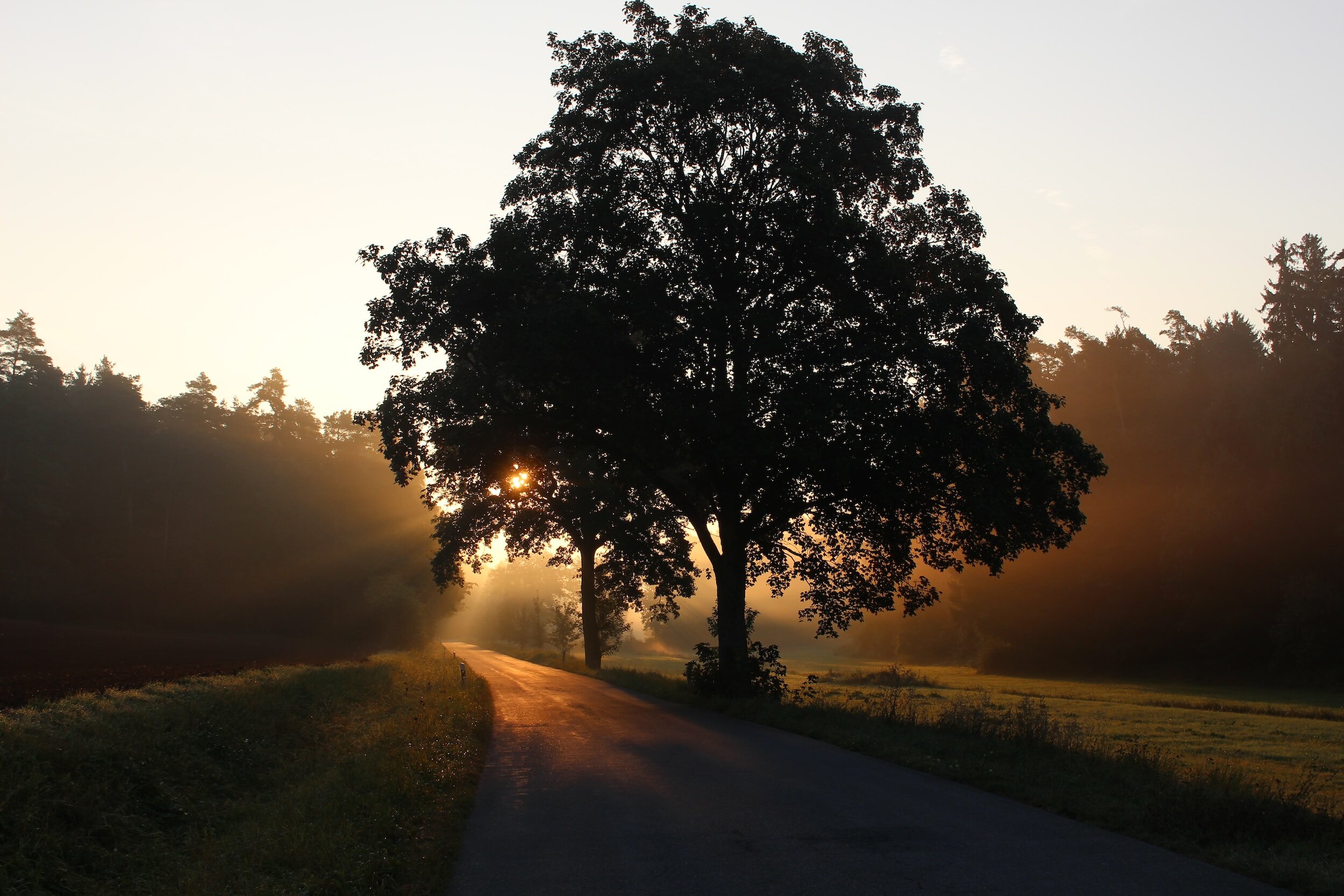 Pollen Count for September 24, 2023