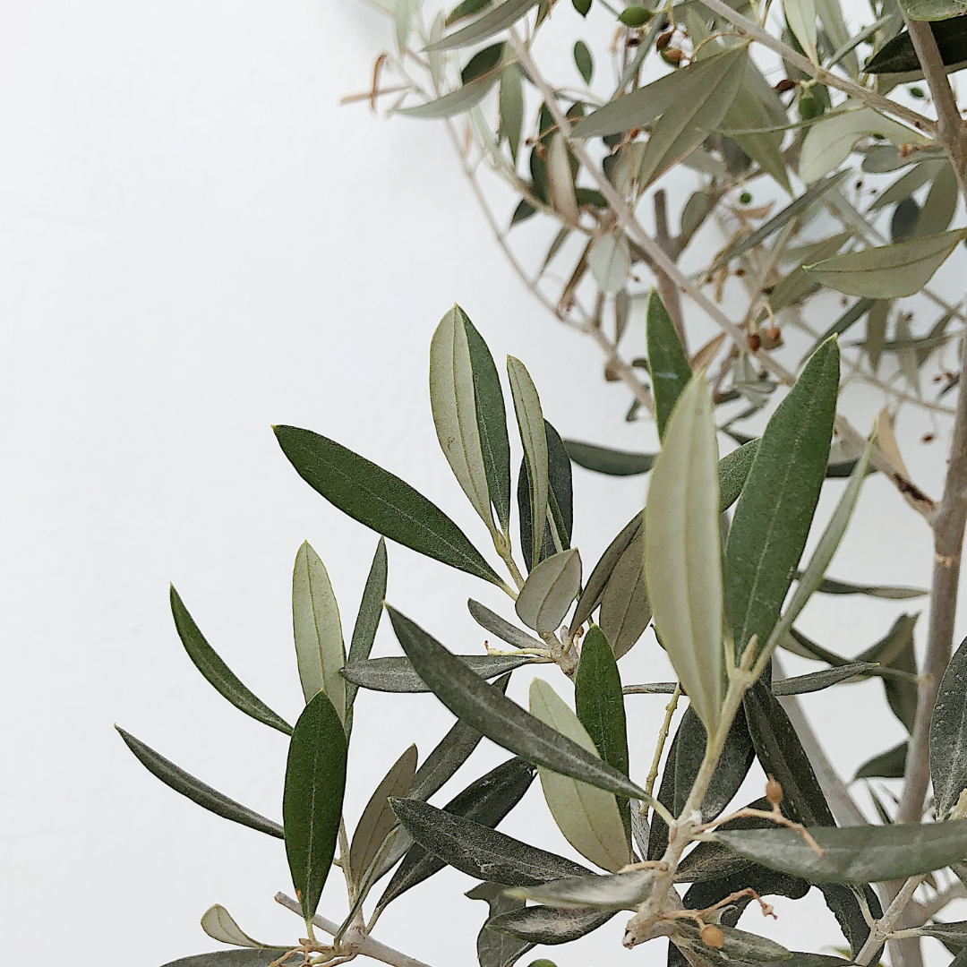 Pollen Count for June 4, 2023 — Allergy & Asthma Medical Group of the