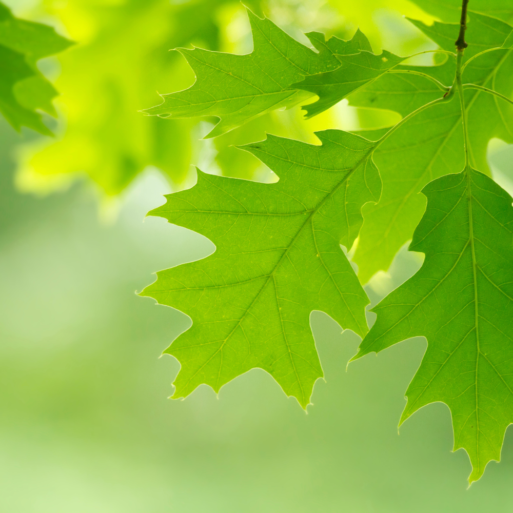 Pollen Count for June 13, 2023 — Allergy & Asthma Medical Group of the